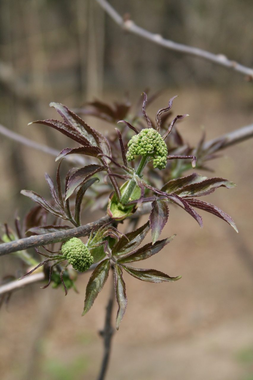 中药苍术与草乌配伍,通络散邪,治疗痛风及痛风性关节炎【仅供参考】