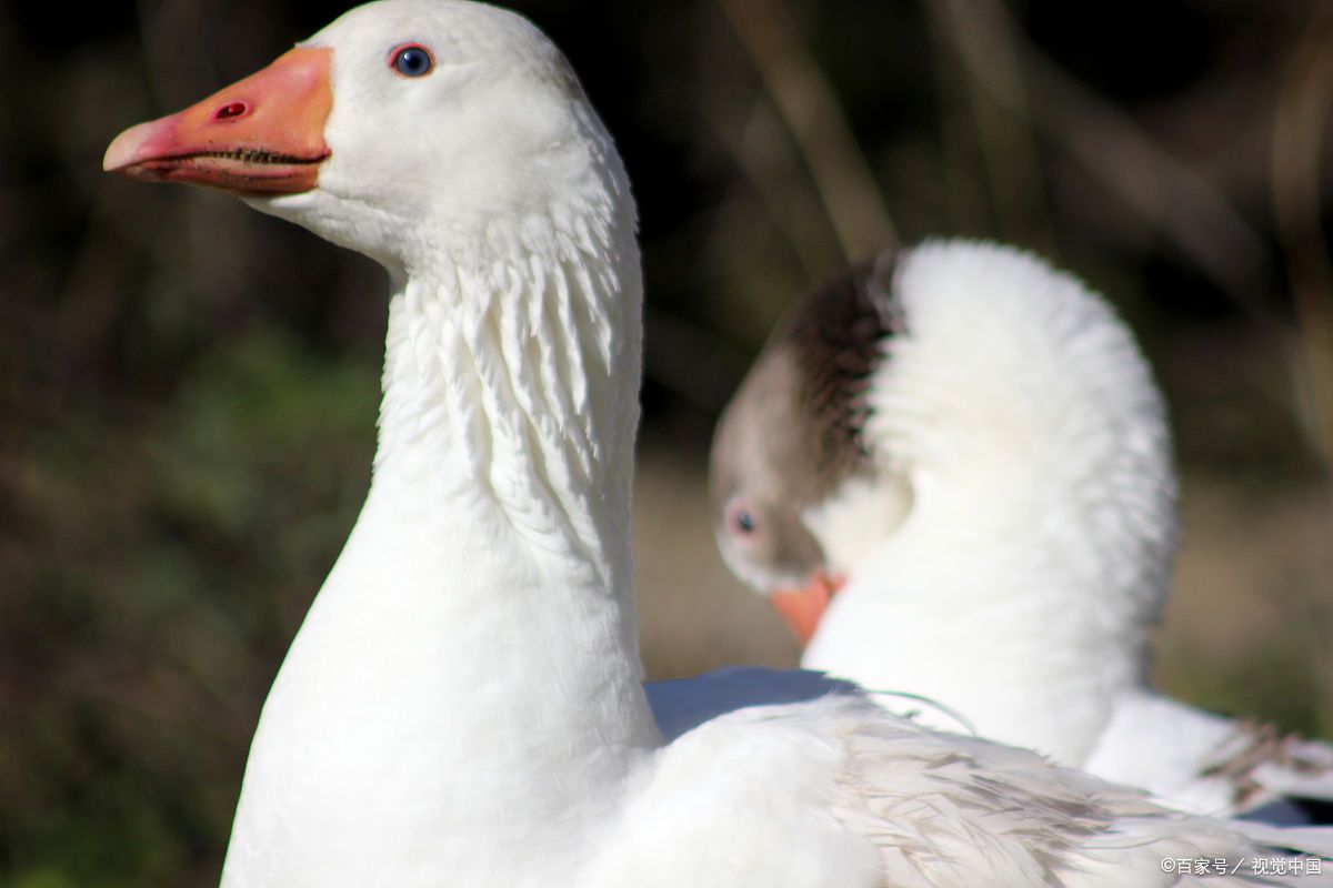 鹅的公母分辨方法大揭秘!