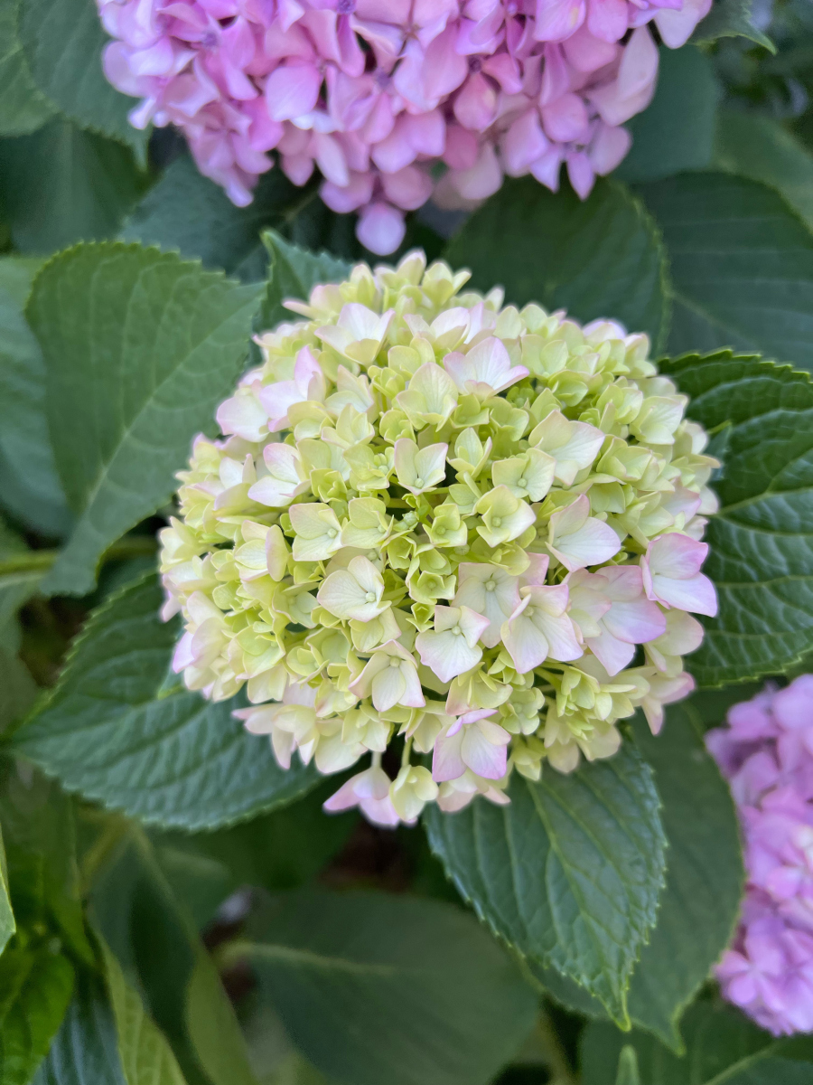 **最耐晒的绣球品种介绍**  绣球花作为夏季庭院及阳台的热门观赏花卉