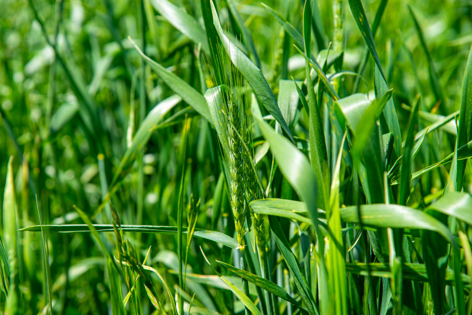 综合考虑田间管理和小麦生长情况.[原文:小麦拔节期能打除草剂吗?