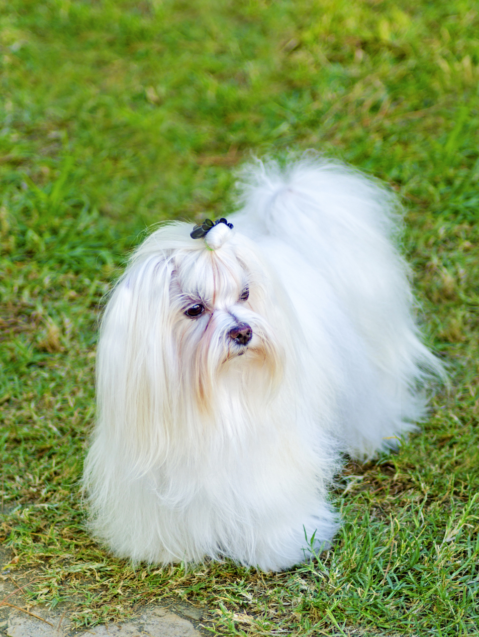 最初仅仅存在于澳洲和印度,过去被称为"悉尼丝毛梗"(sydney silky),是