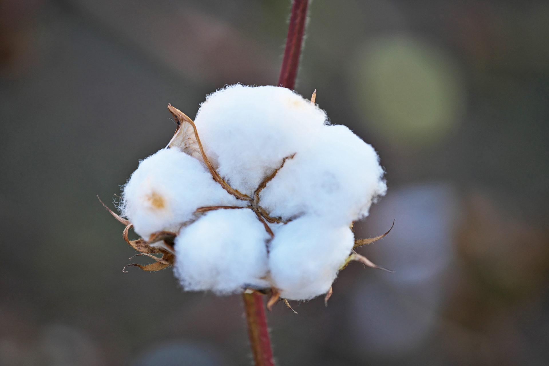 中国棉花协会资讯,据中国棉花协会发布的全国棉花收购加工周报,上周