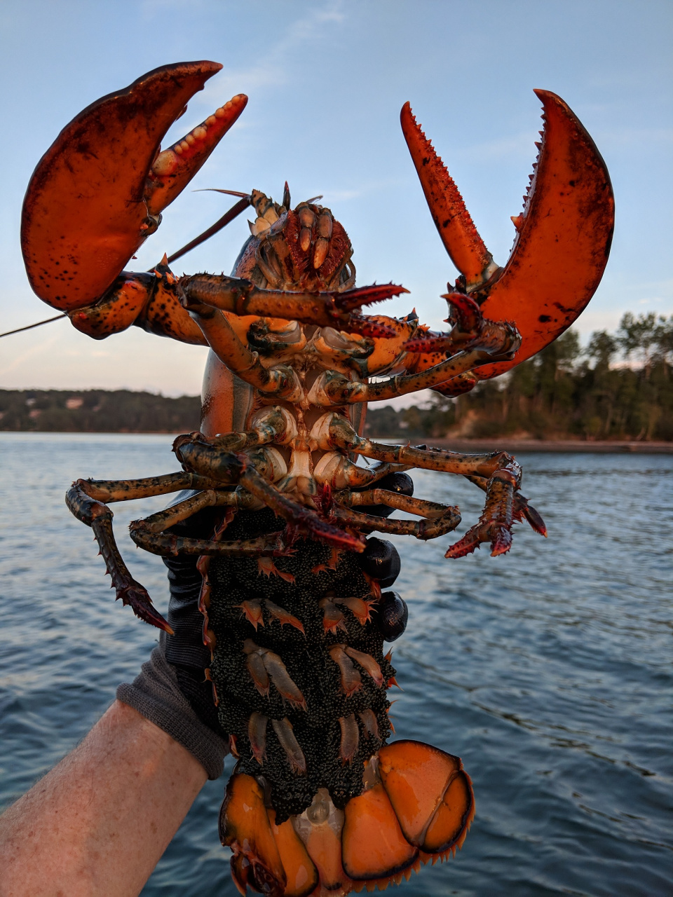 新疆沙漠里澳洲龙虾丰收啦# 新疆沙漠里澳洲龙虾丰收,网友惊呼"新 ""