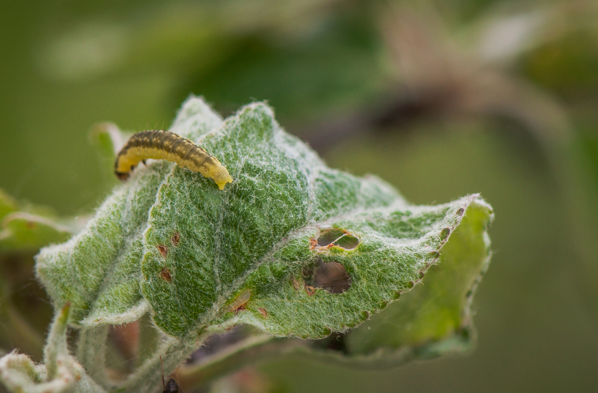 11566 1龄棉铃虫的特征:  * 幼虫身体长度约为0.
