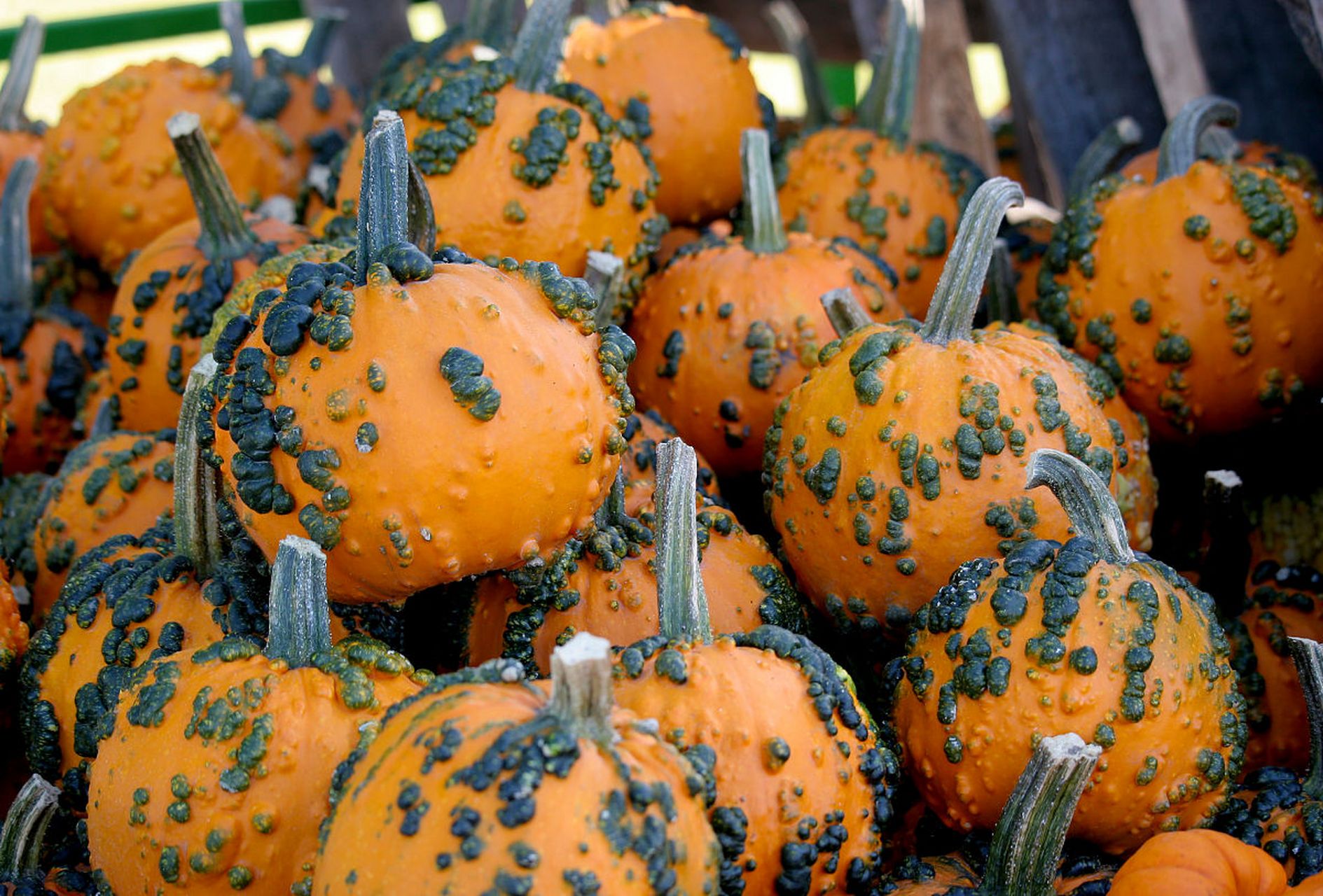 这是什么奇葩水果,好恶心[咒骂]#我要上热门