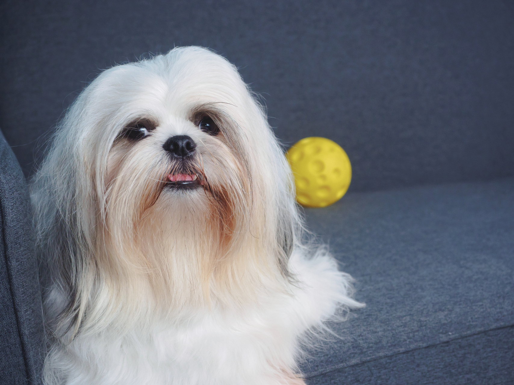 西施犬:温顺,友善的小型宠物犬  历史与起源 西施犬起源于中国,有着数