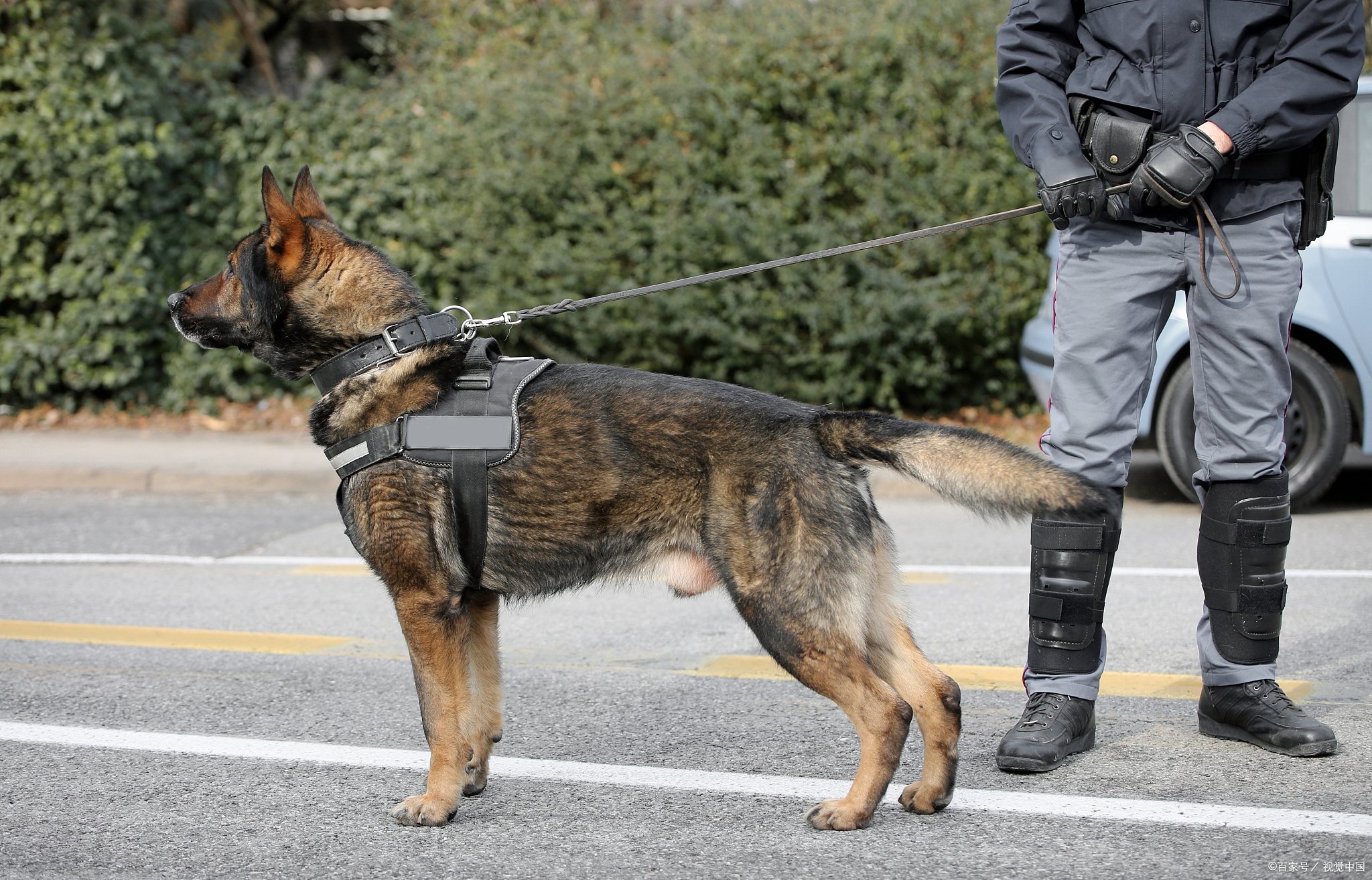 河北省张家口巡逻犬图片