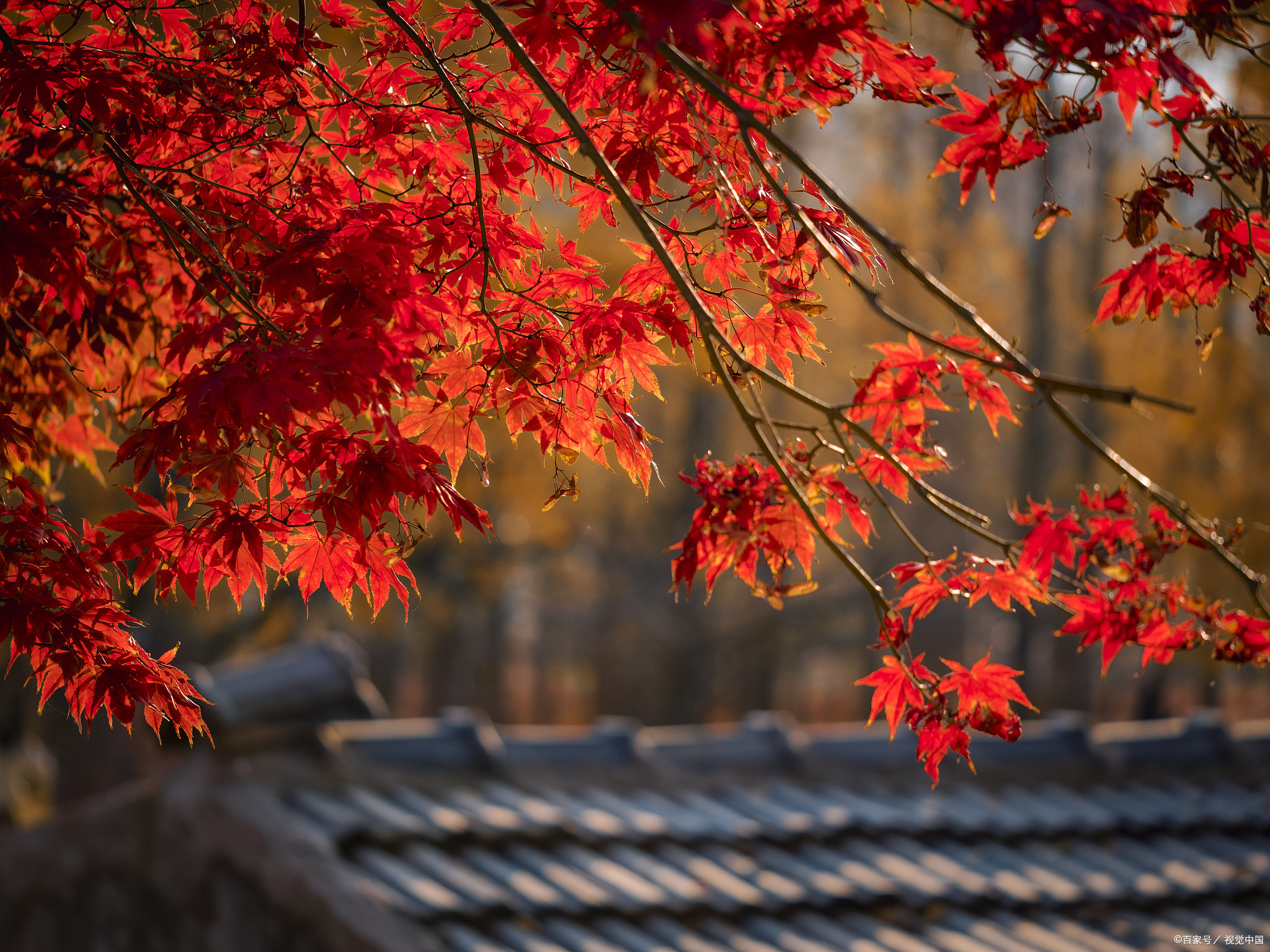 赏红叶视频素材下载网站_赏红叶视频素材下载网站免费 赏红叶视频素材下载网站_赏红叶视频素材下载网站免费