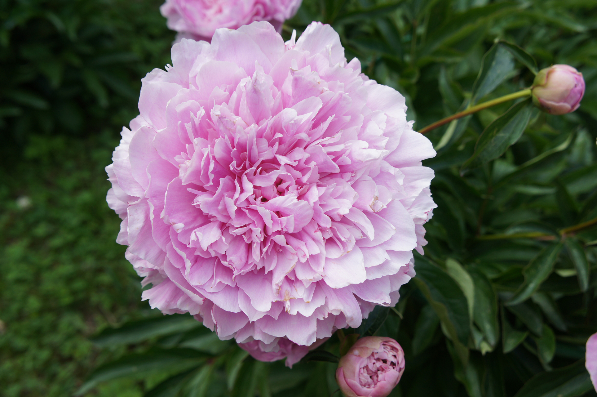 芍药是一种美丽的花卉,以其艳丽多姿,芳香扑鼻而深受人们的喜爱.