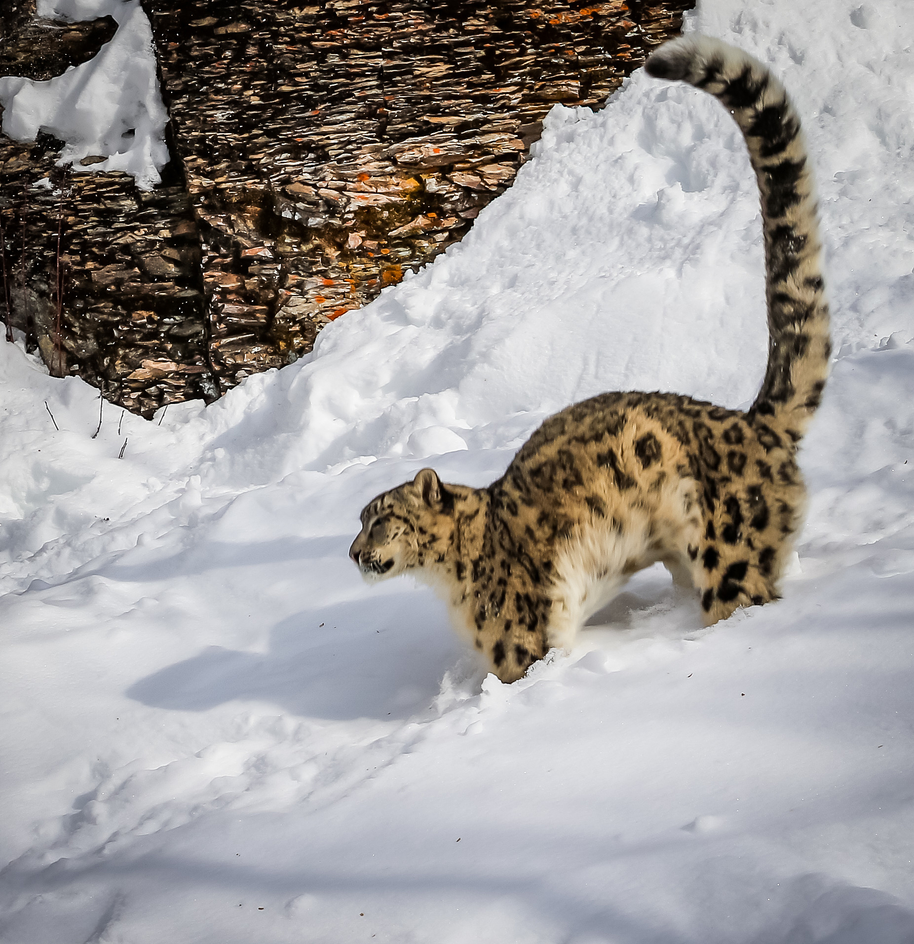 雪豹"闹闹"48小时大搜捕:高科技 动物行为学如何织就天罗地网?