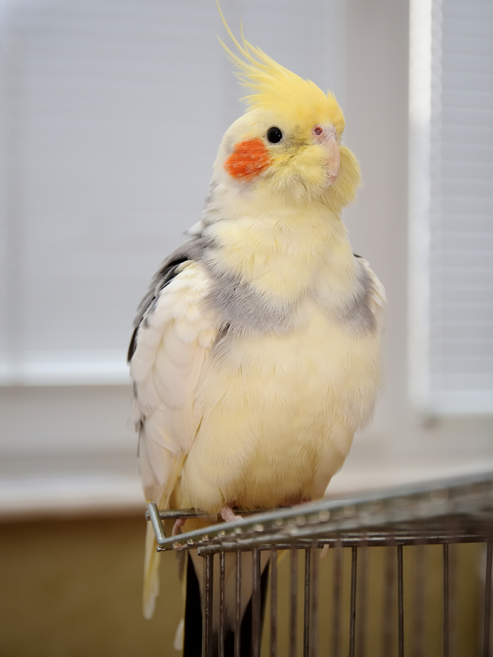 你知道玄凤鹦鹉的习性与特点吗?