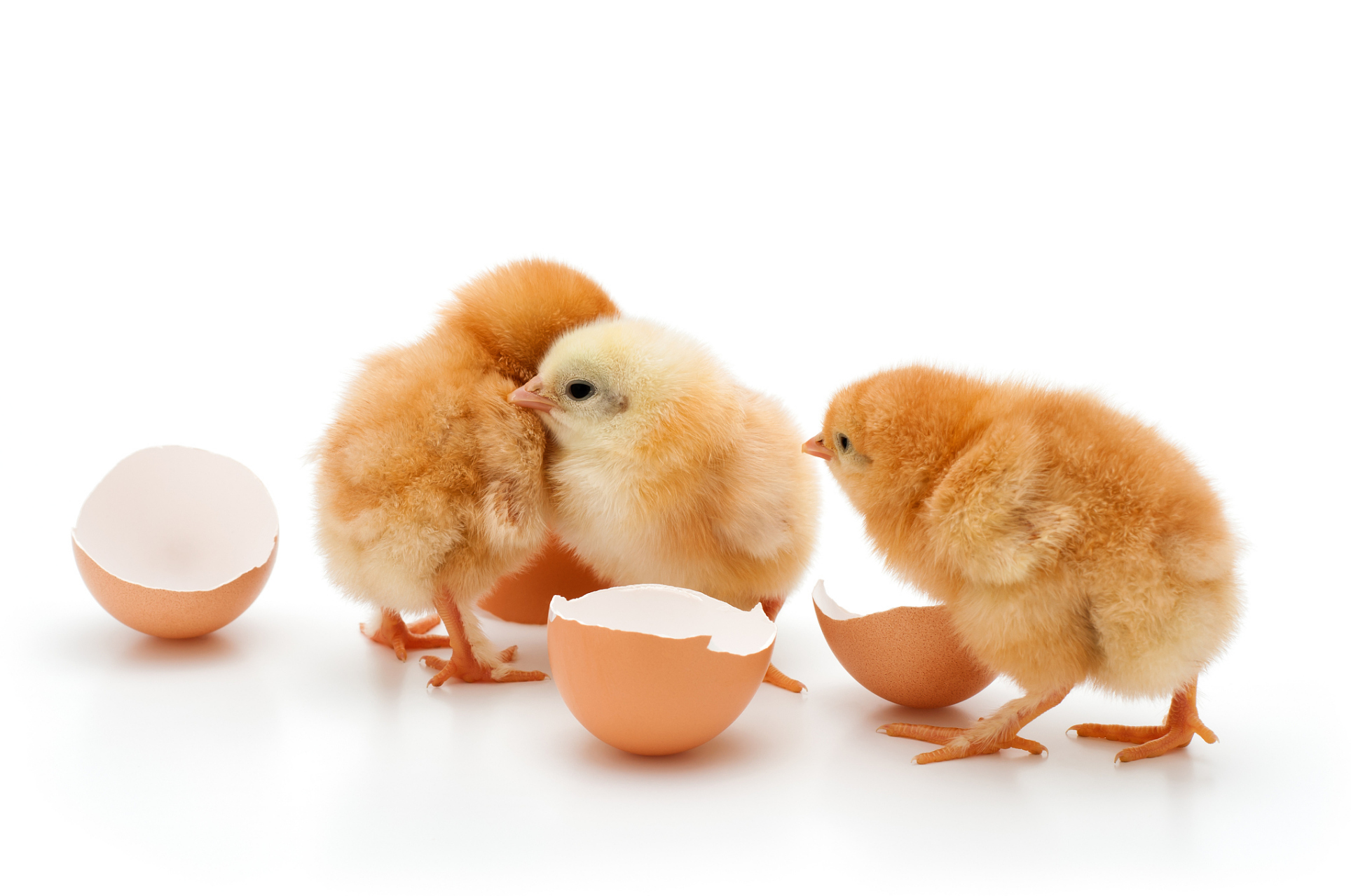 小鸡从出壳到能够独立适应自然环境的温度和湿度的过程称为脱温.