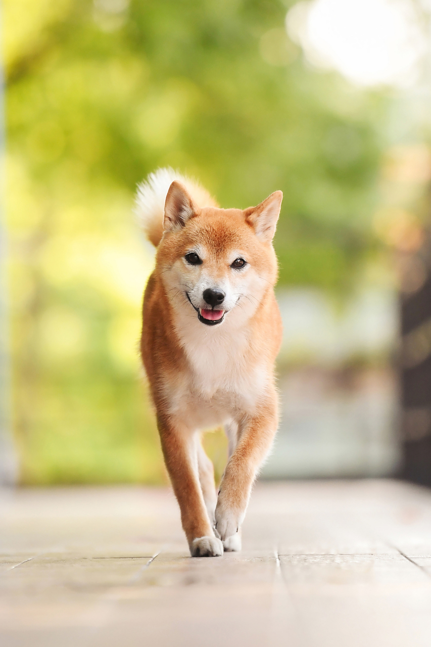 为什么柴犬如此受欢迎?
