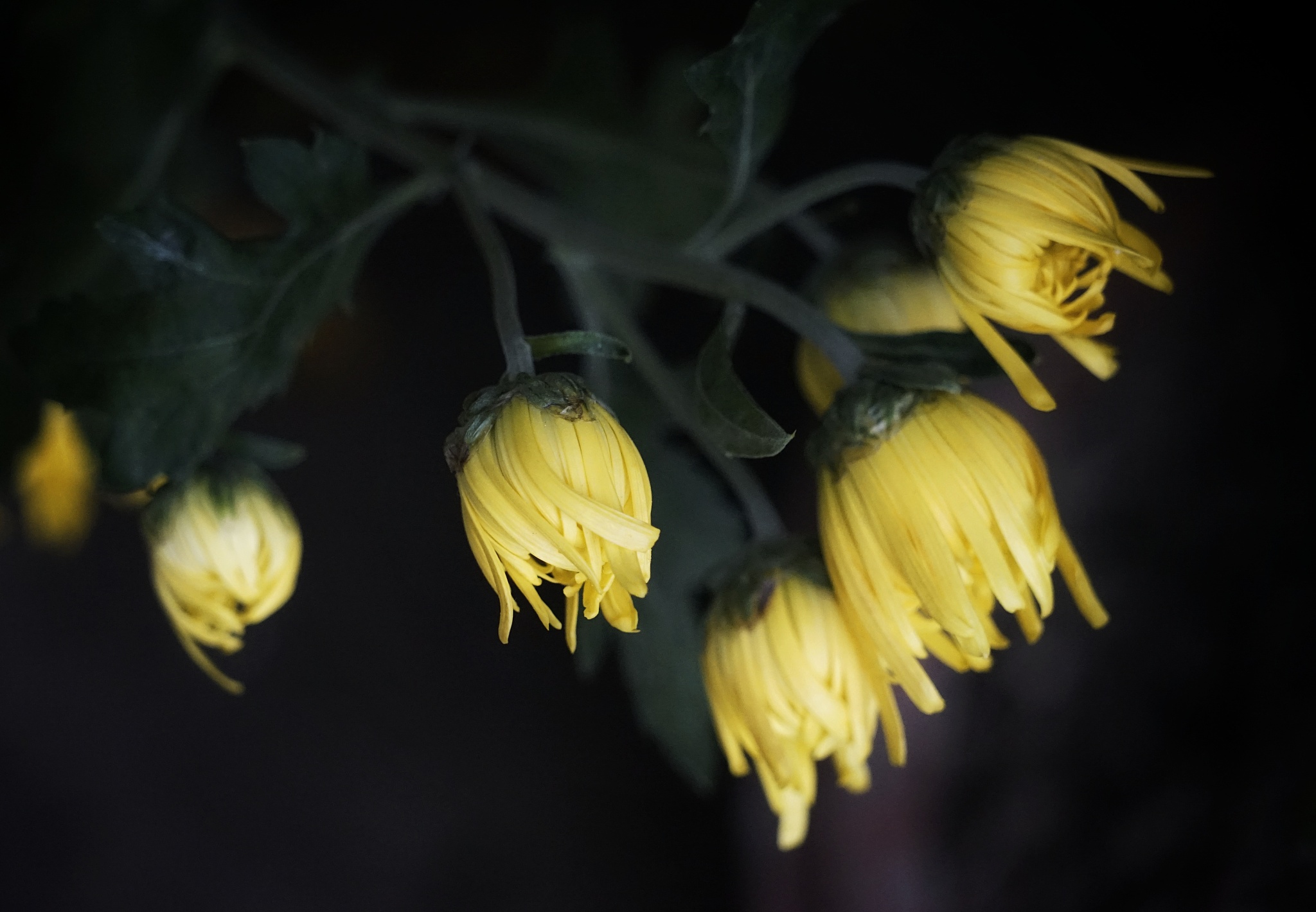 菊花休眠期修剪要点:清理残花准备重新生长