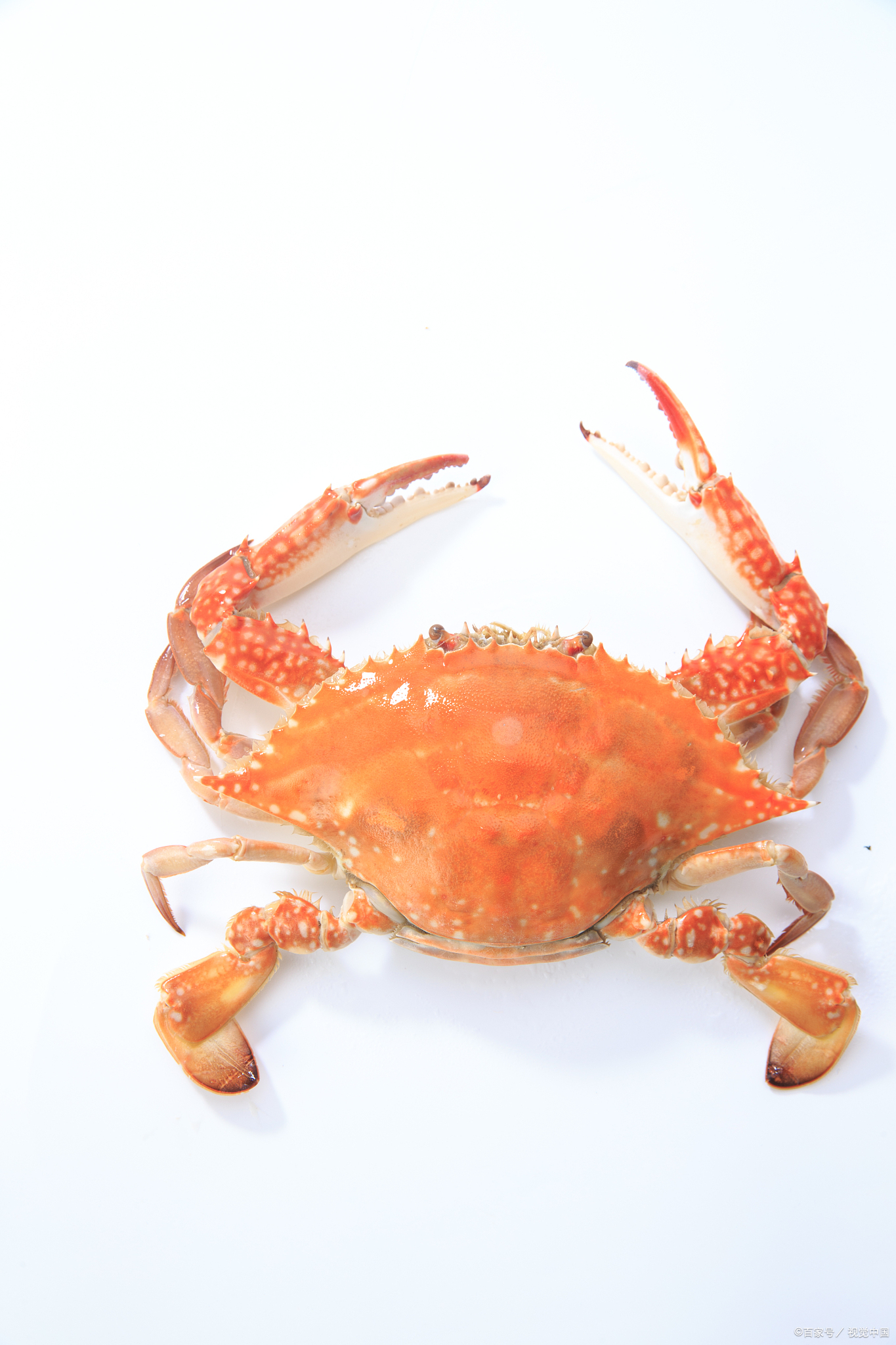 梭子蟹的功效与作用,适用禁忌人群,食用禁忌搭配,挑选方法