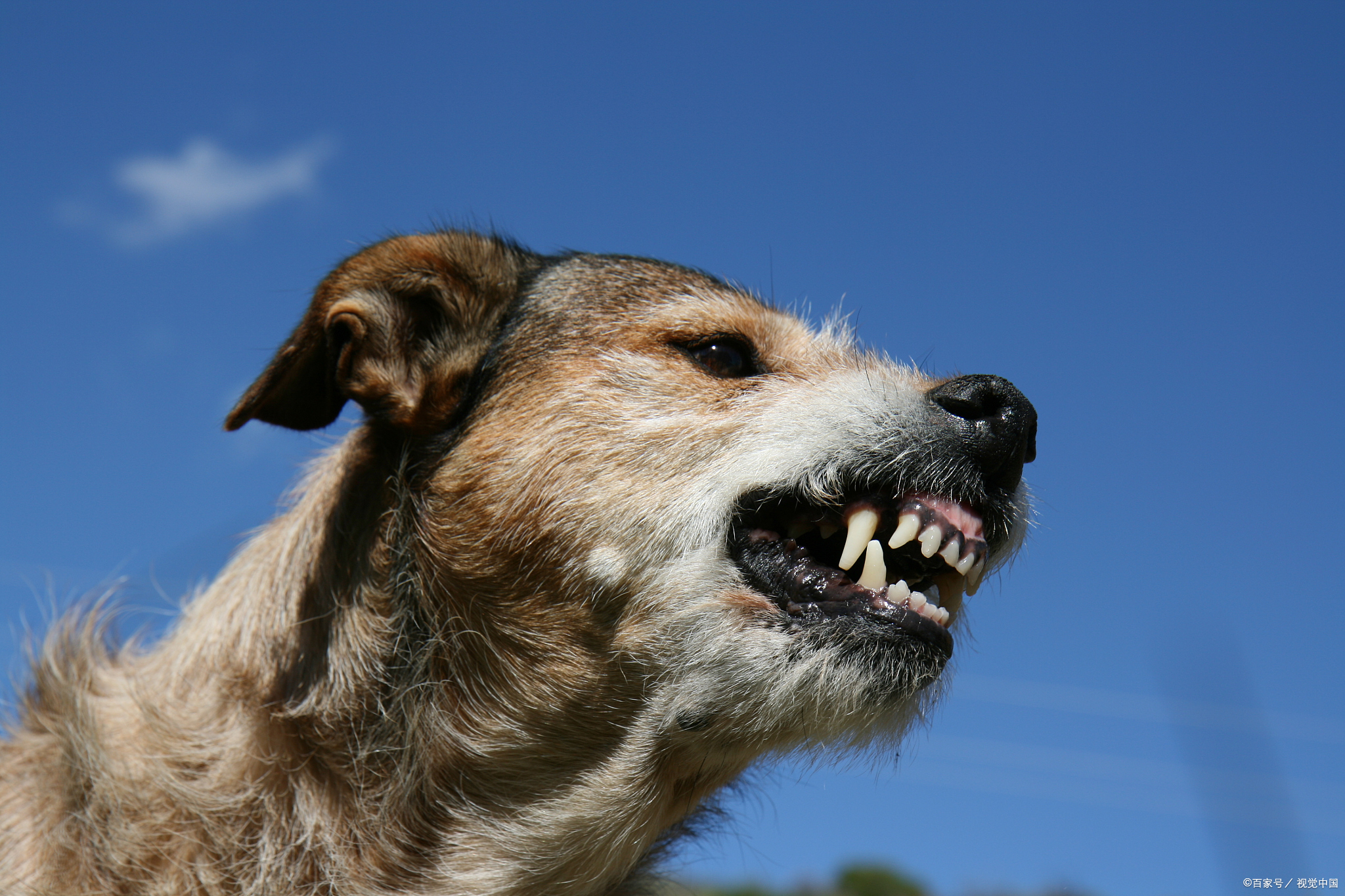 狗狗不吃饭一直叫的背后隐藏着什么秘密?看完这篇文章你就知道了