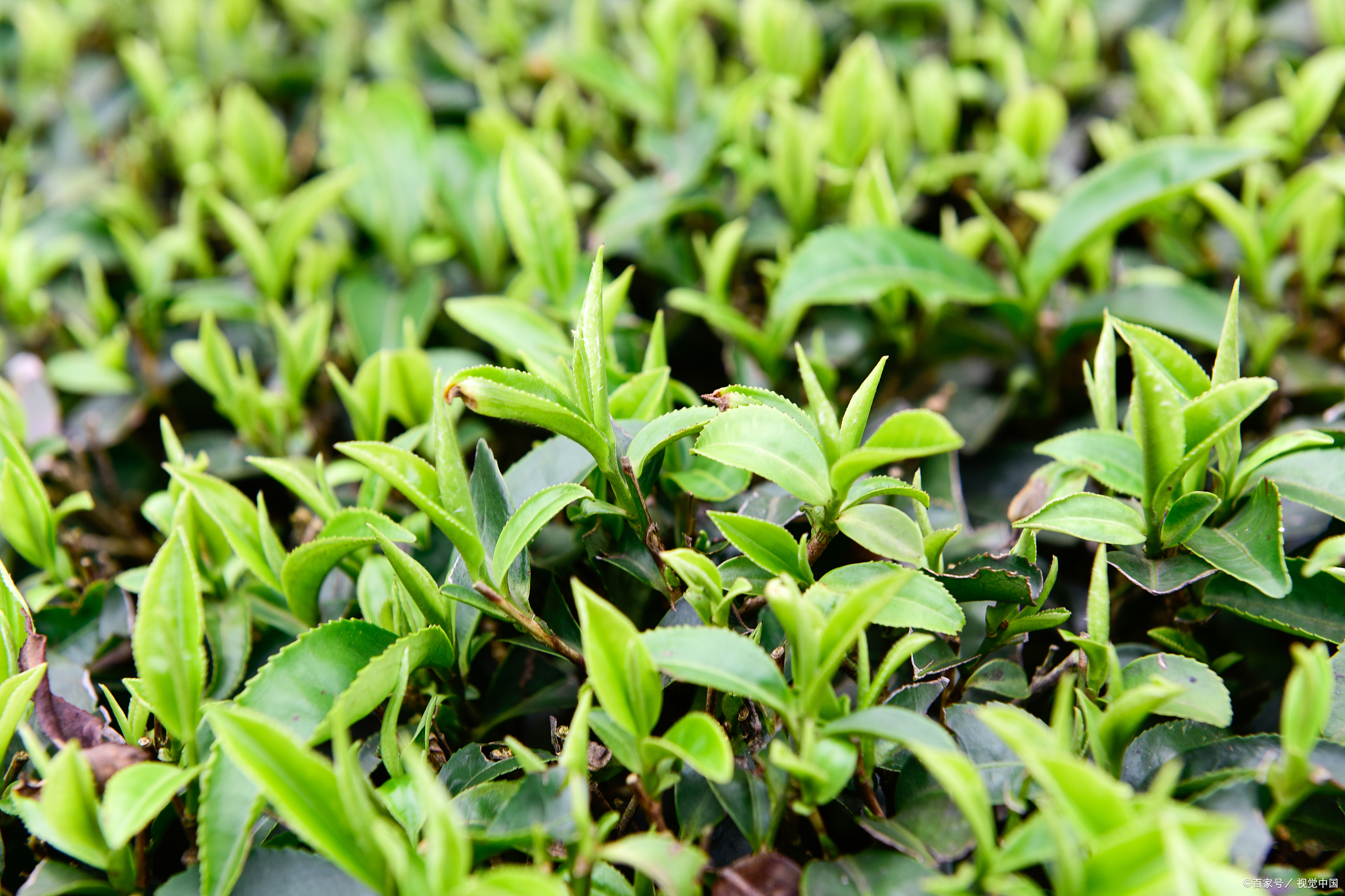 一杯玉叶茶,展现了桐柏的千年文化底蕴