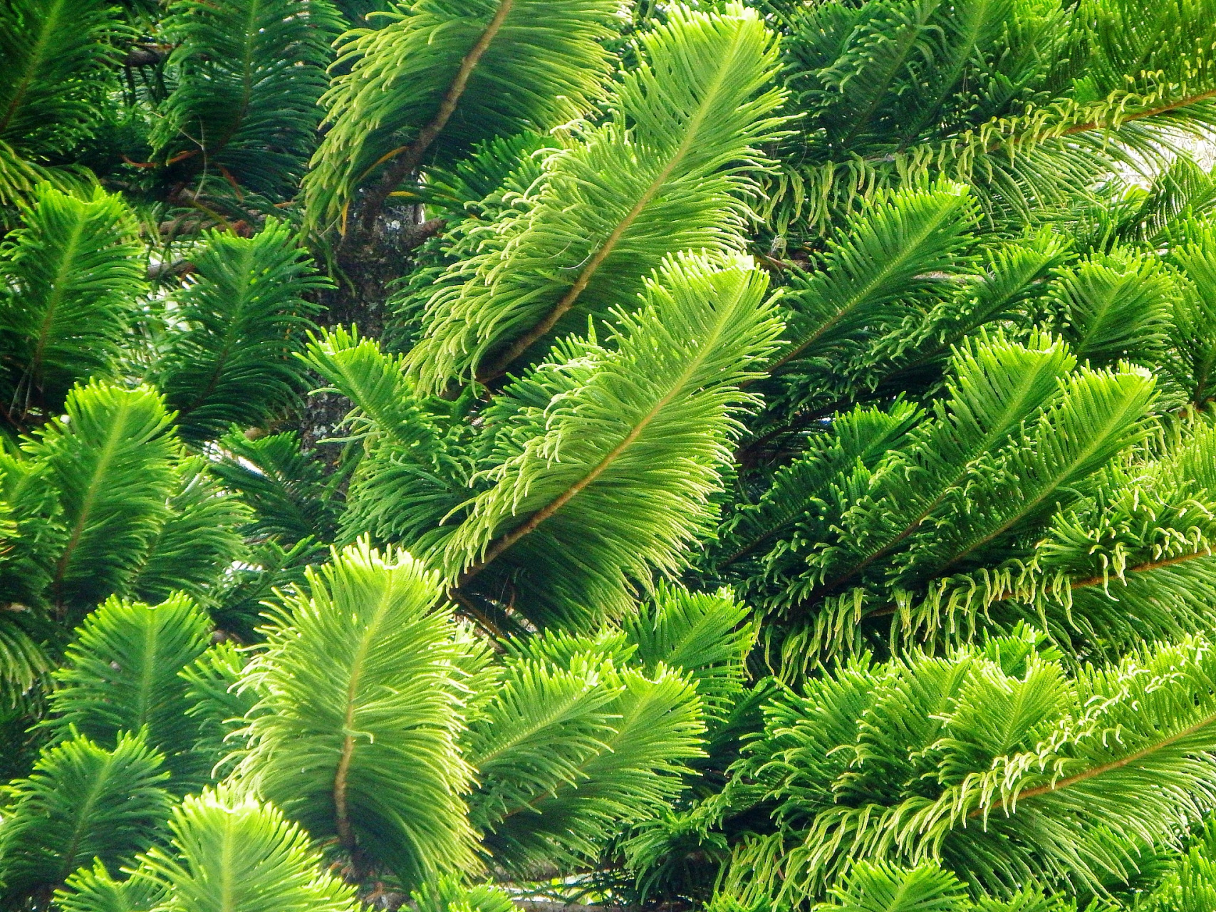 南洋杉别名异叶南洋杉,属南洋杉科,南洋杉属. 产地及习性:南洋杉原产