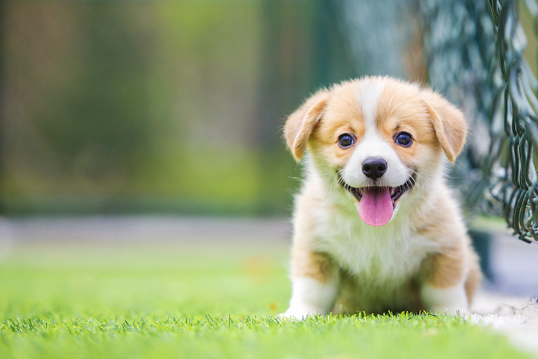 狗狗不仅是忠实伙伴,更是生活的重要组成部分,给人带来欢笑和感动.