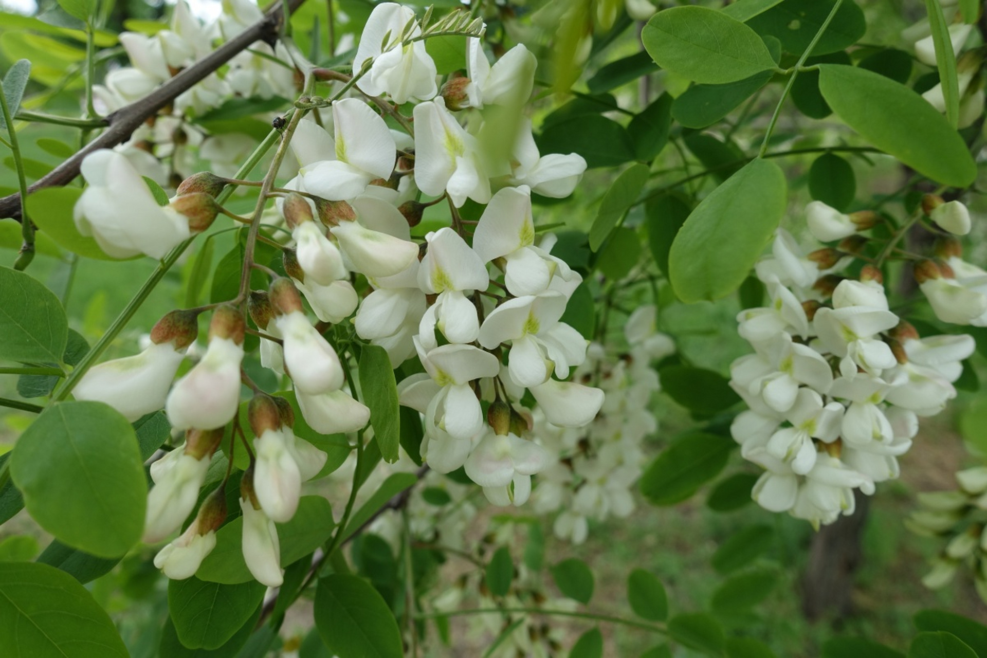蒸槐花菜的最佳时间为8-10分钟,以保持其原汁原味和营养价值.