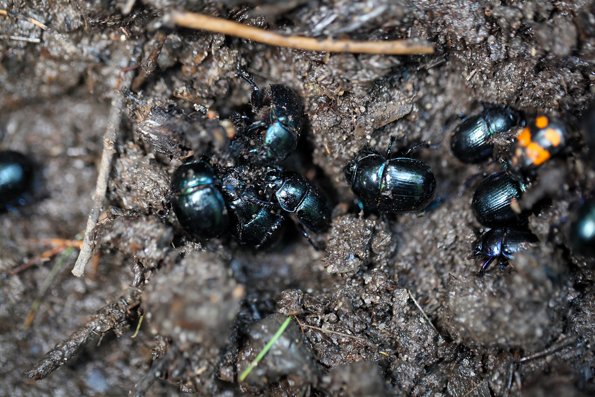 【#云南一口岸查获360只巨型屎壳郎幼虫#】