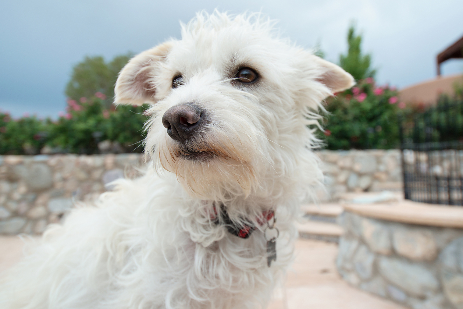 西高地白梗(west highland white terrier),简称"西高",是一种小型犬