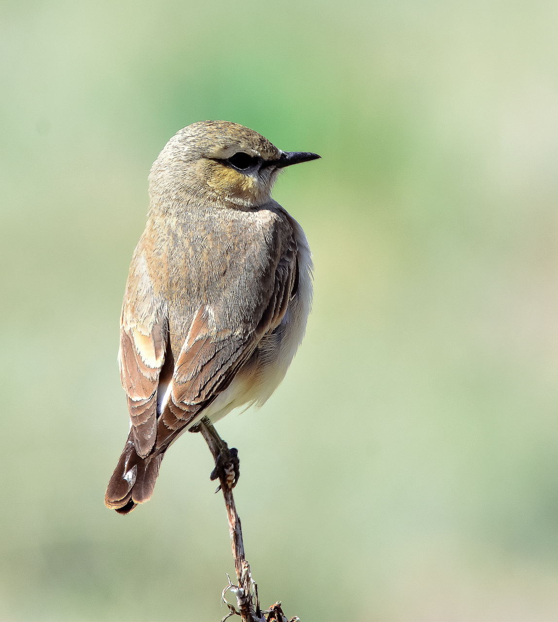 莺科小型鸟以它秀美的身姿.