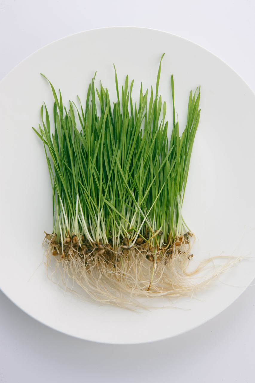 [原文:种植四季蒜苗的步骤和技巧]