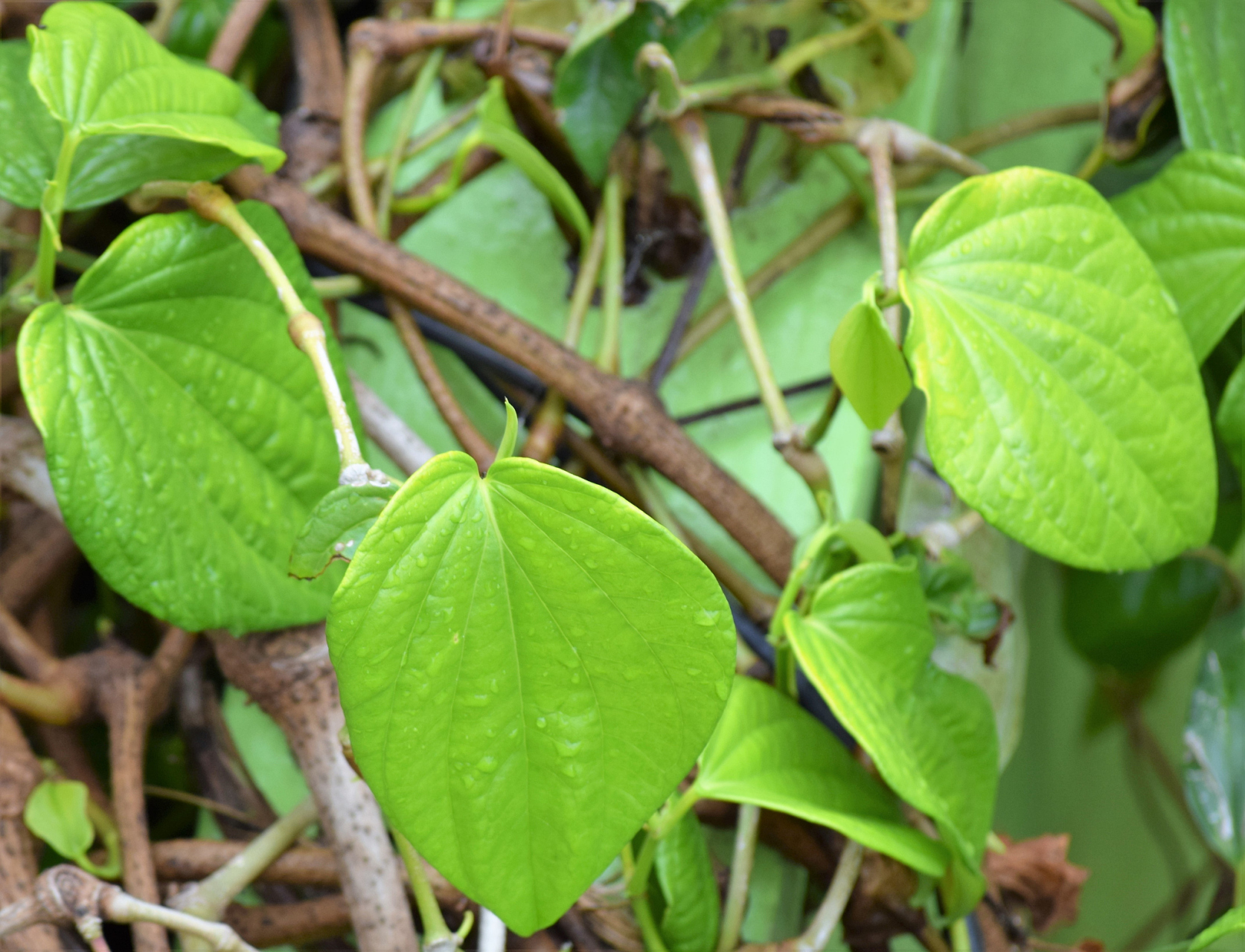 揭秘一味中医宝藏——首乌藤,它在滋补养生方面有着独特而显著的功效