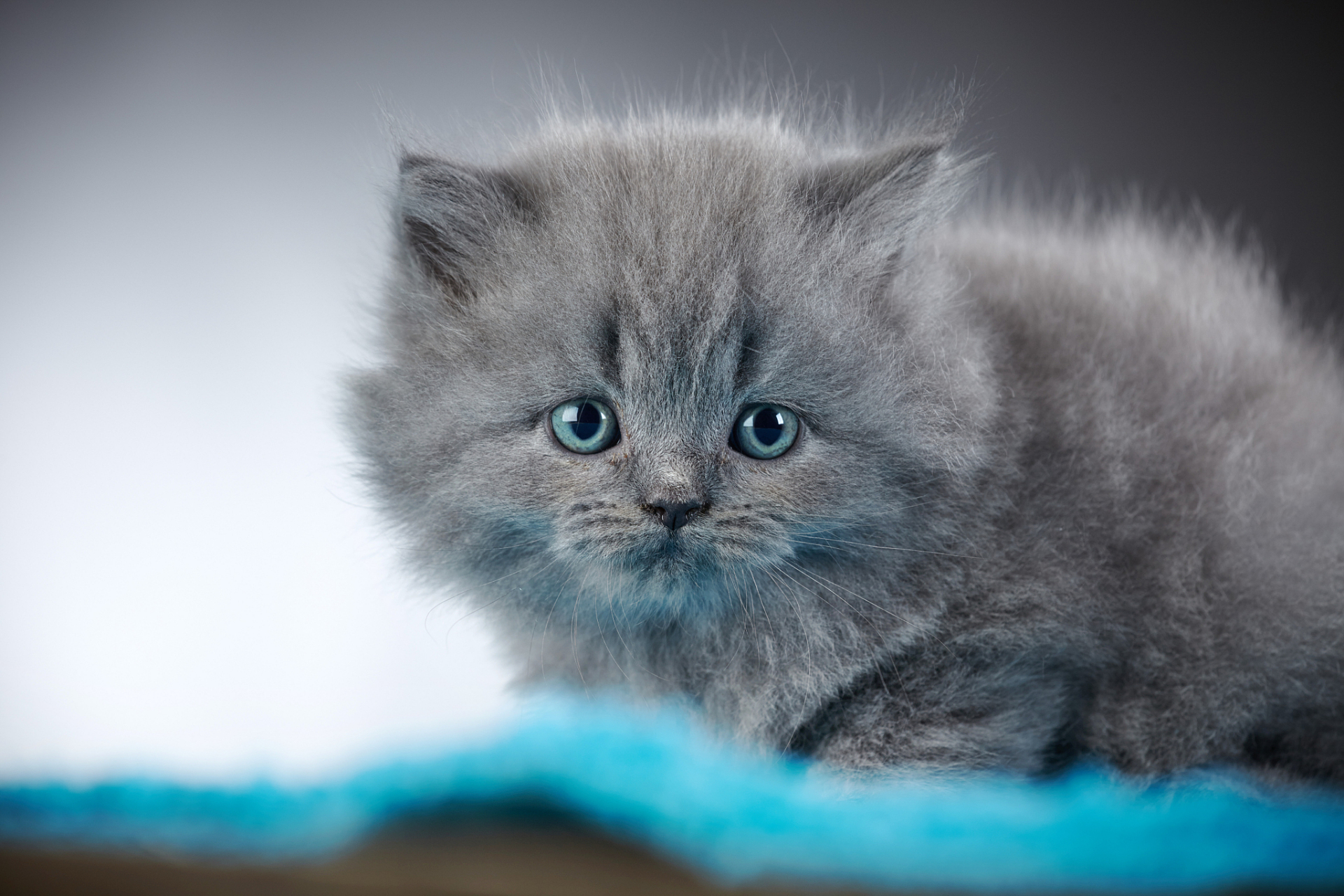 全民ai创作节# #猫咪# #猫#  养蓝猫,需要多加注意,才能确保猫猫
