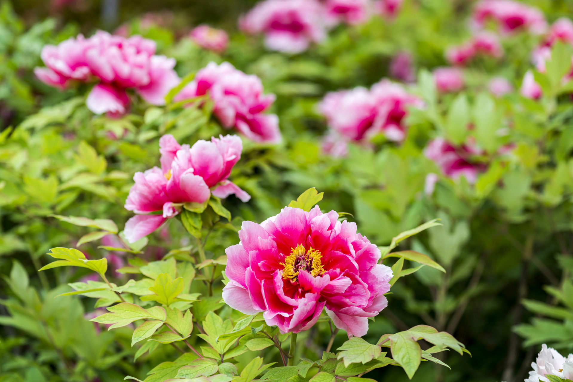 被誉为"国花之母",自古以来就是中国花卉文化的代表之一