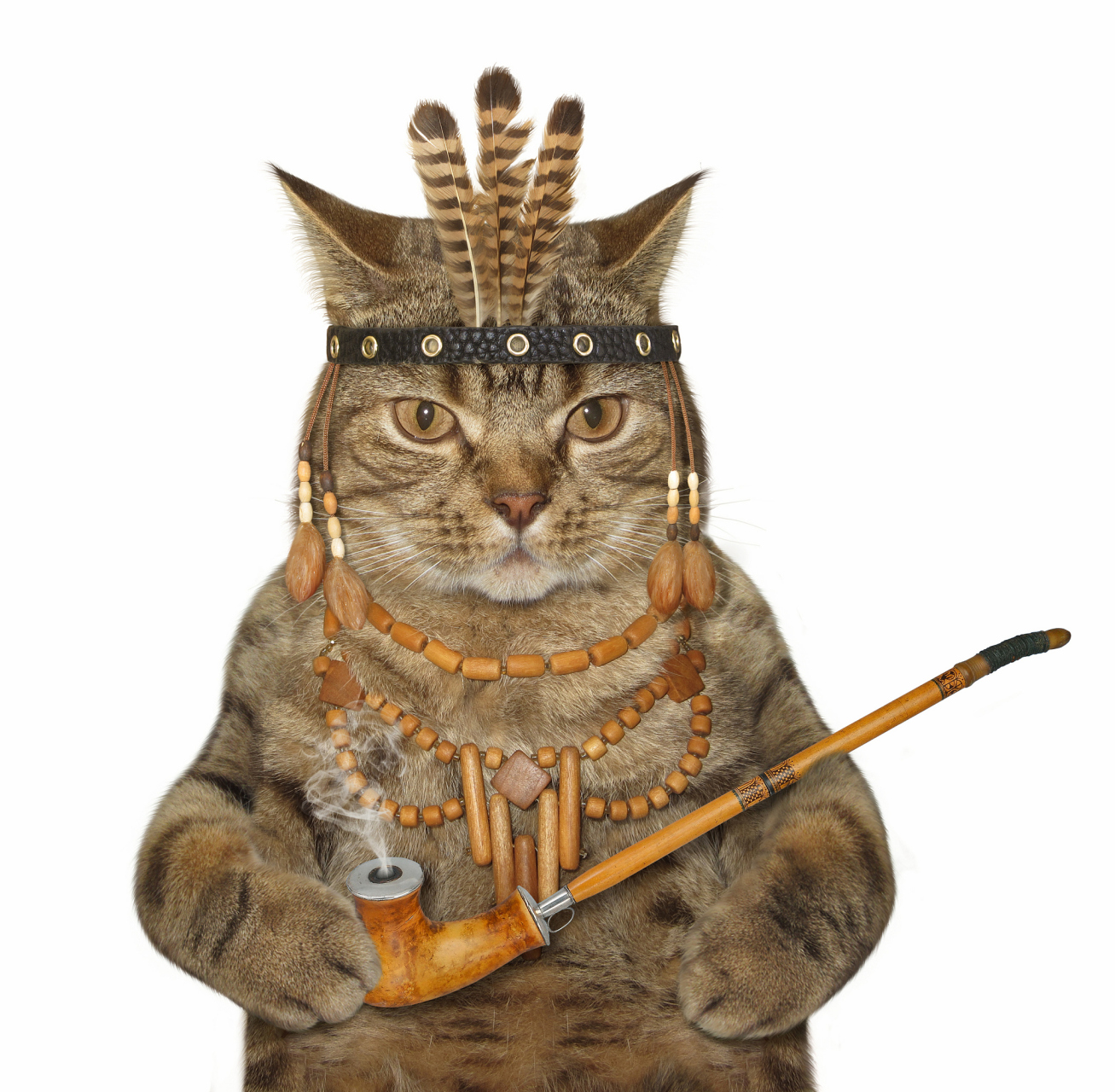 埃及猫的身体形态非常优美,头部呈现出三角形,耳朵又尖又细,眼睛是