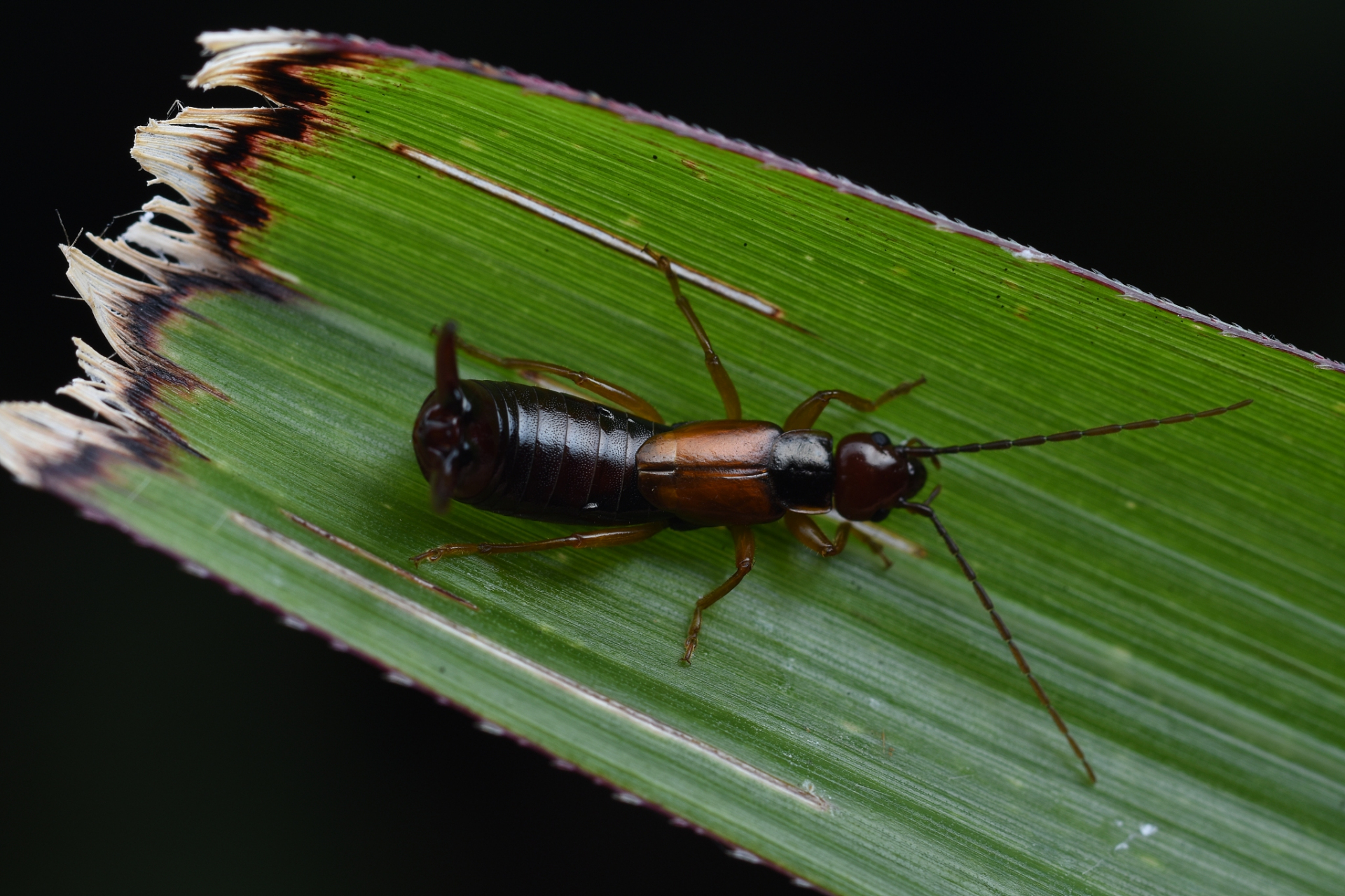 [原文:蠼螋出现一只还会有吗]