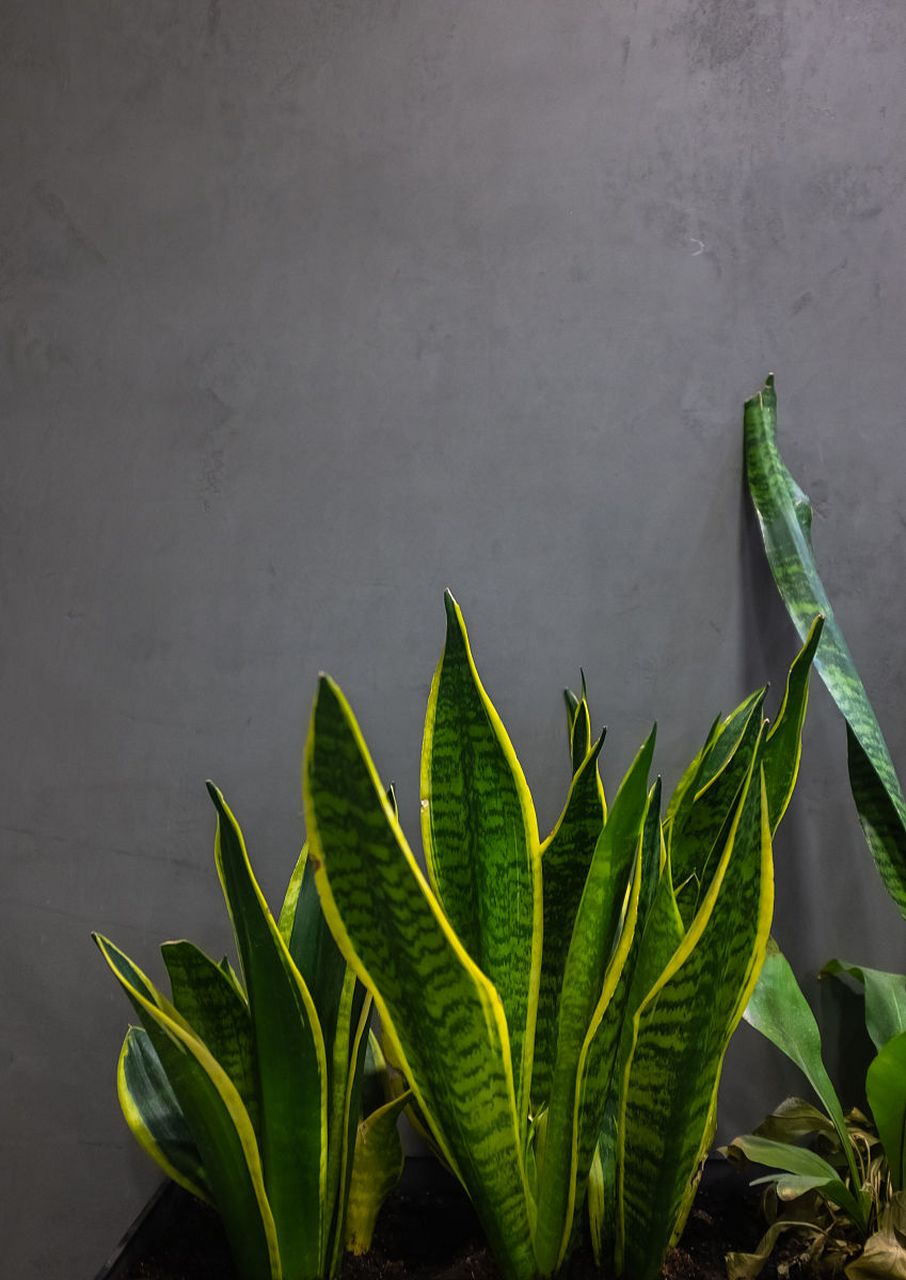 热点引擎计划# #动态连更挑战# #金边虎皮兰# 金边虎皮兰,作为一止沣