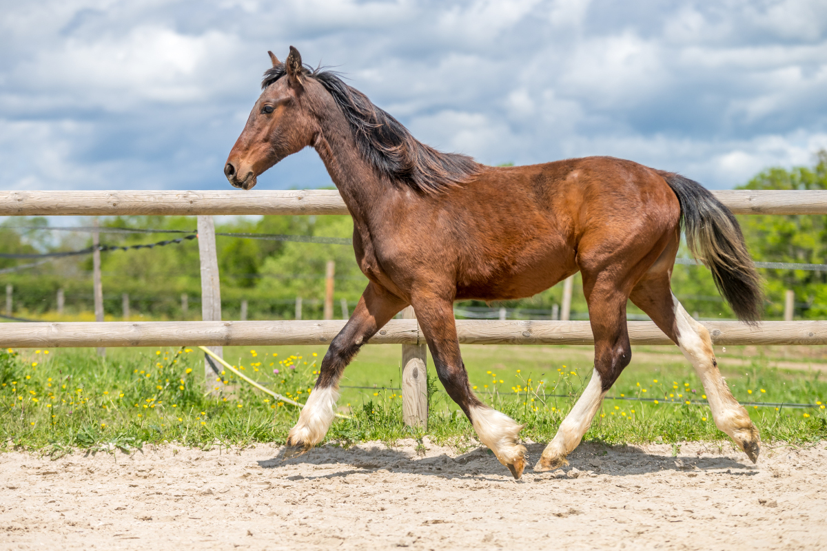 揭秘马氏家谱字辈,探寻家族文化密码!内含丰富内涵与底蕴传承.