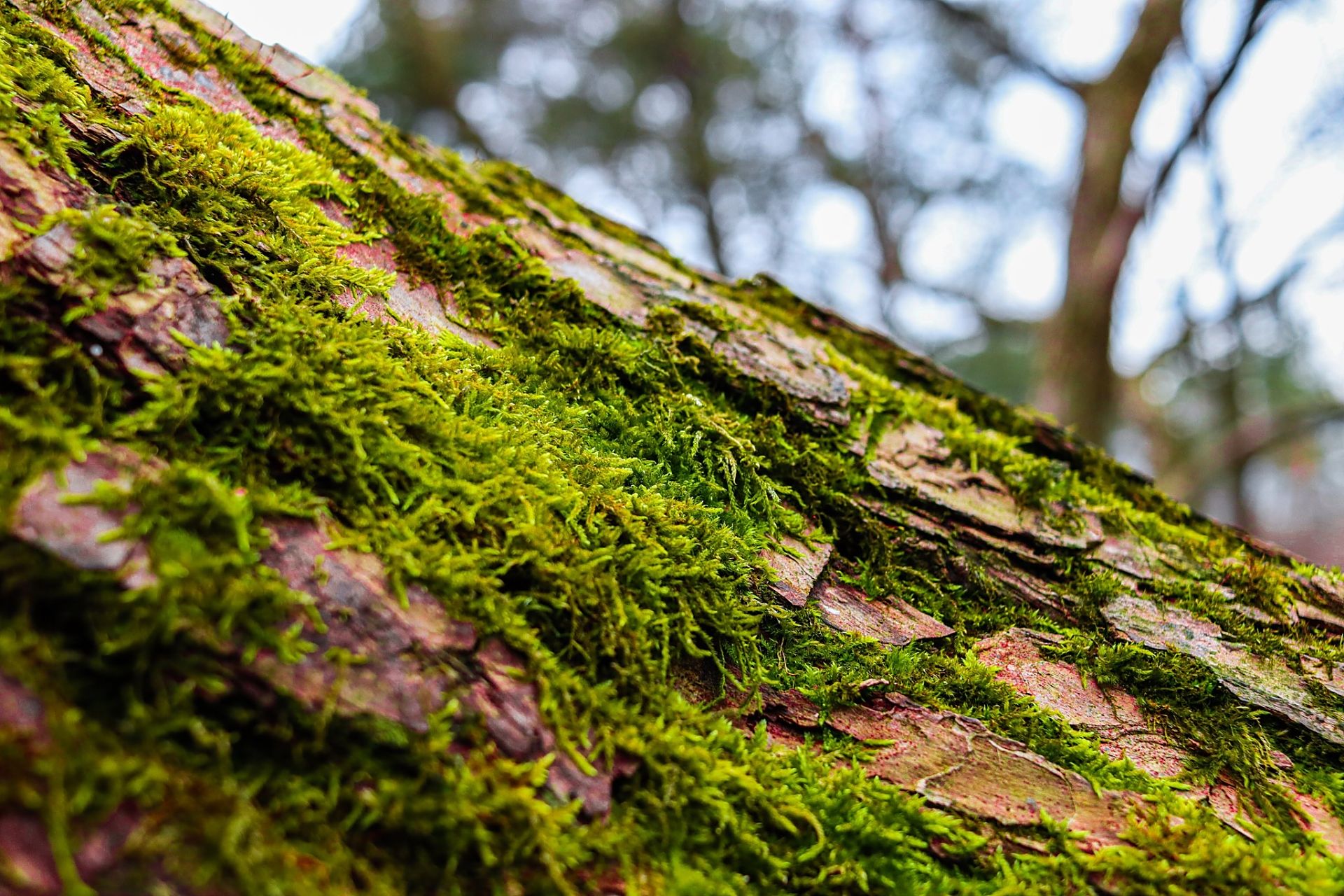 丝状或片状的形态,生长环境及繁殖方式皆有差异:湿润中蔓延的青色植物