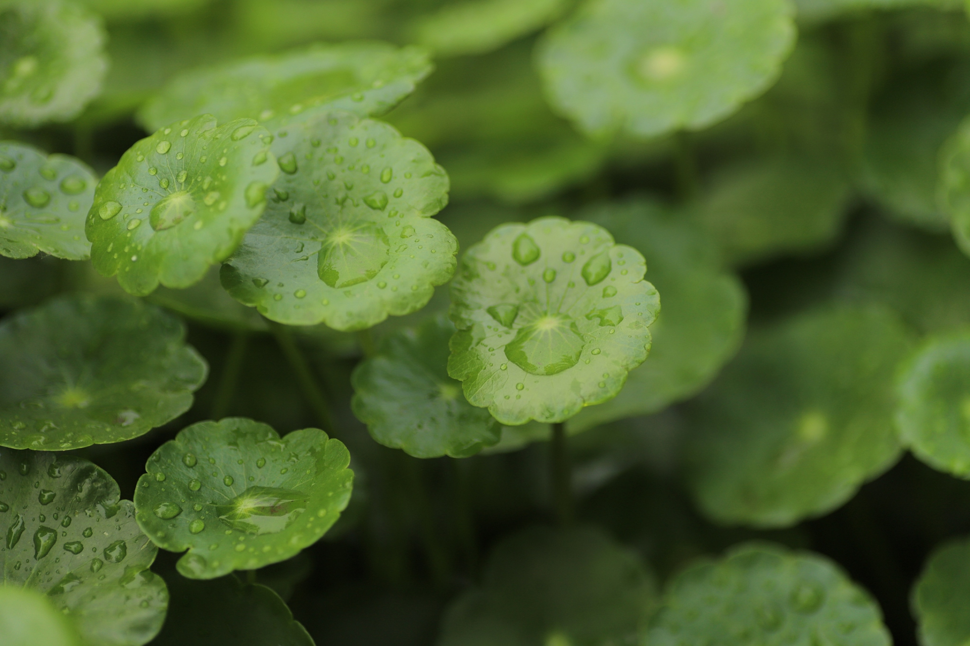在本文中,我们将详细介绍如何解决铜钱草叶子边缘干枯的问题.