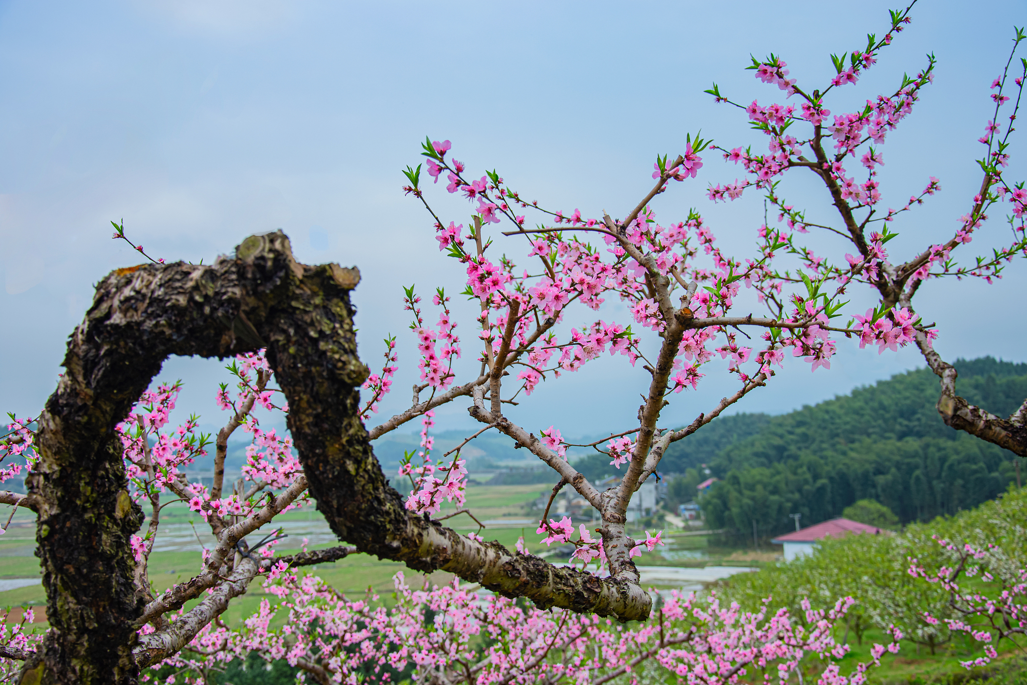 海丰桃花源风景区图片