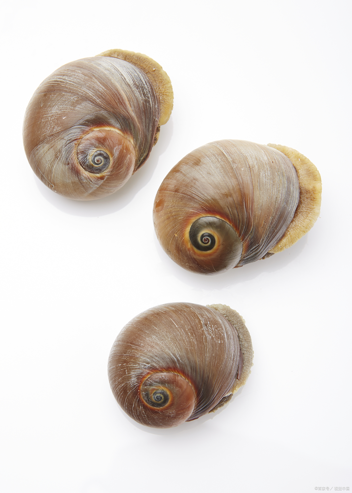 猫眼螺开锅后要再煮多长时间才能熟?