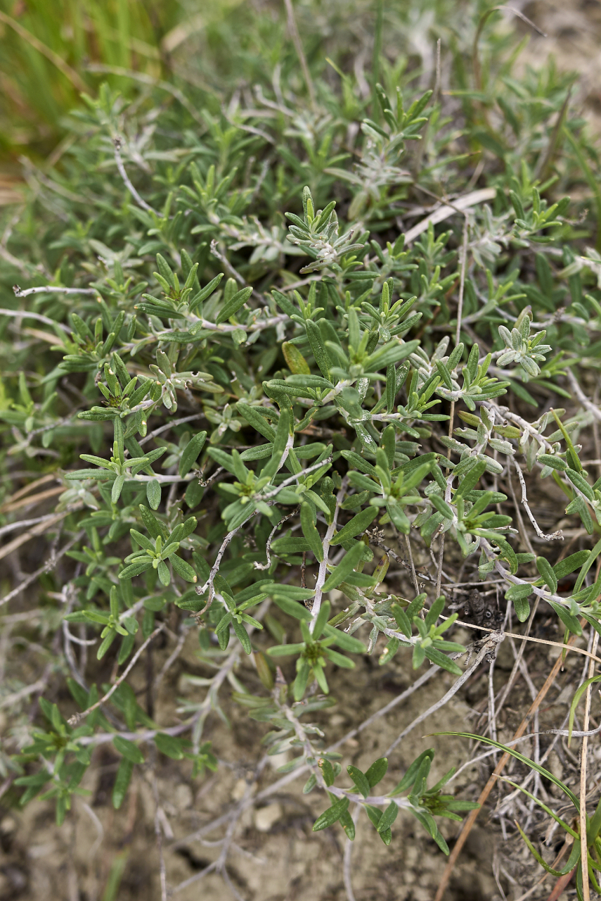 摘要: 种植铁马鞭下山桩需选择健康苗木,检查根系,选择适宜土壤与环境