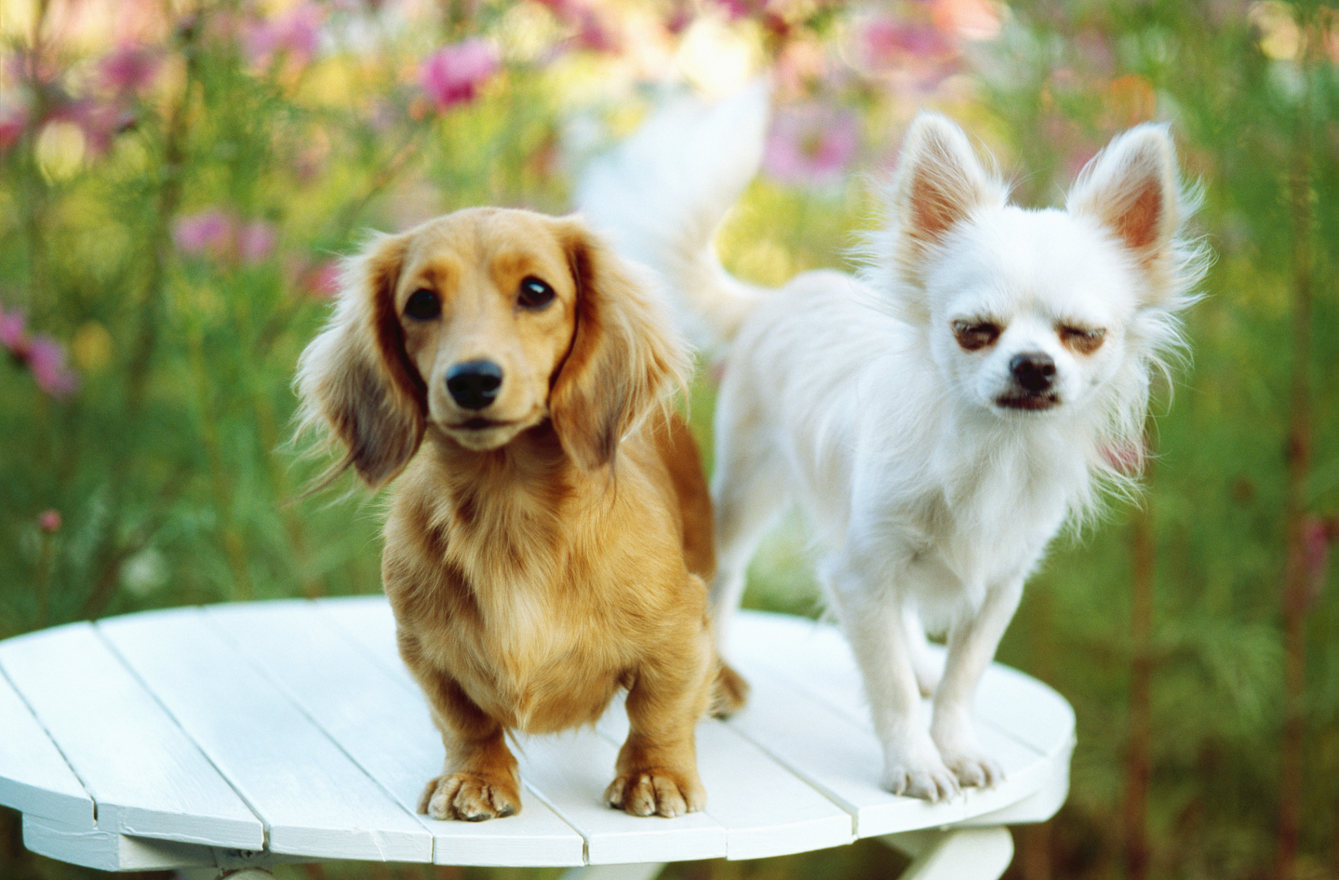 探秘可爱又聪明的大耳朵狗狗世界!阿富汗猎犬,巴辛吉等品种各具魅力.