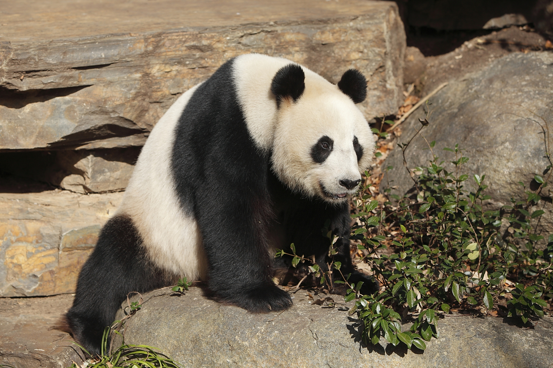 祝丫丫生日快乐# 2000年8月3日,丫丫在北京动物园降生,接下来的几年