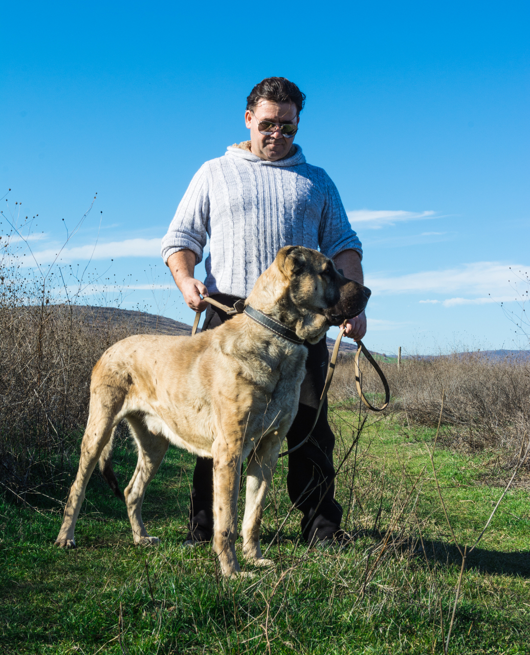 万人商单计划# #百家新收益# 坎高犬是一种源于土耳其的犬种,具有