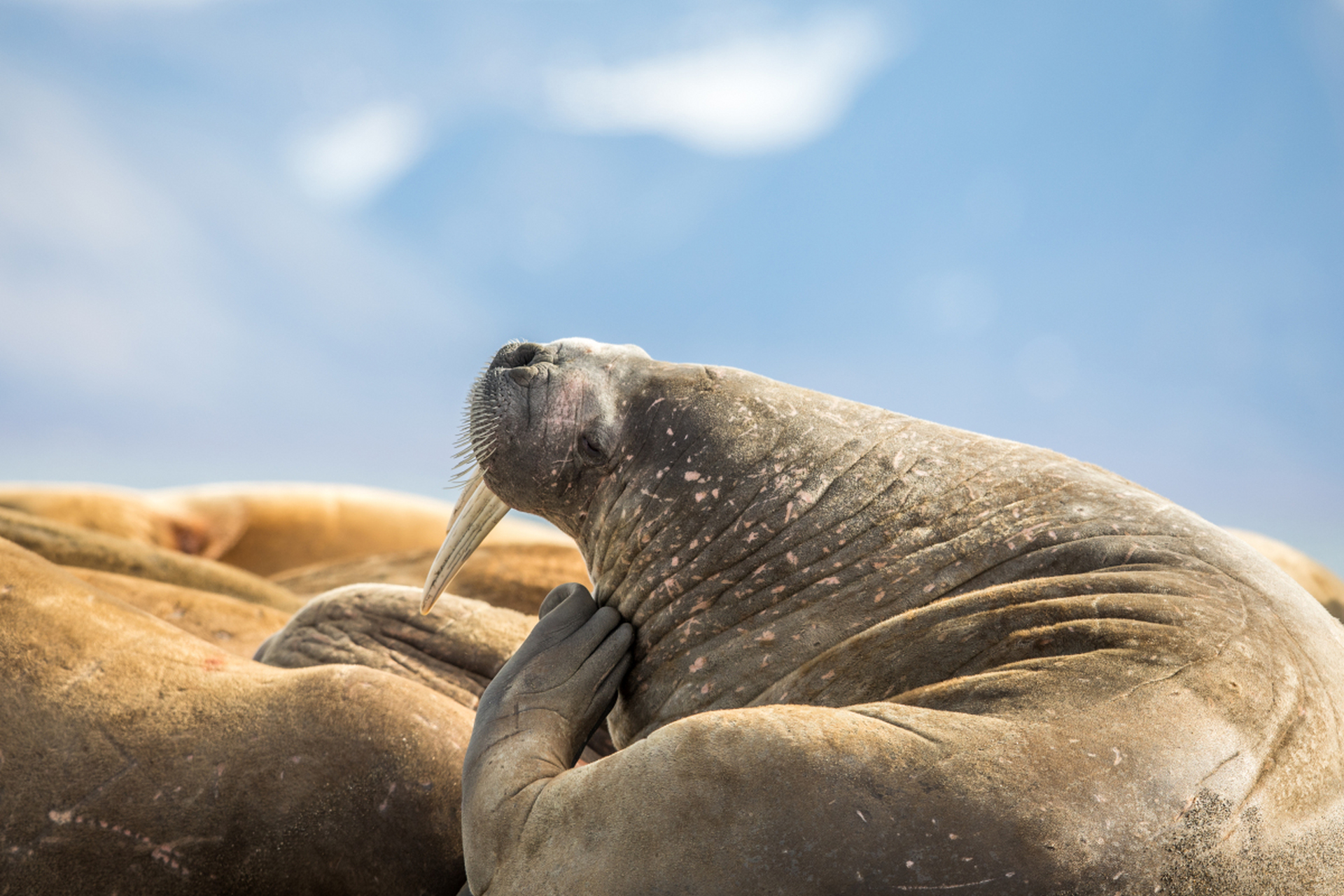 主食是底栖生物,繁殖周期长,小海象需要跟随母亲生活两到三年.