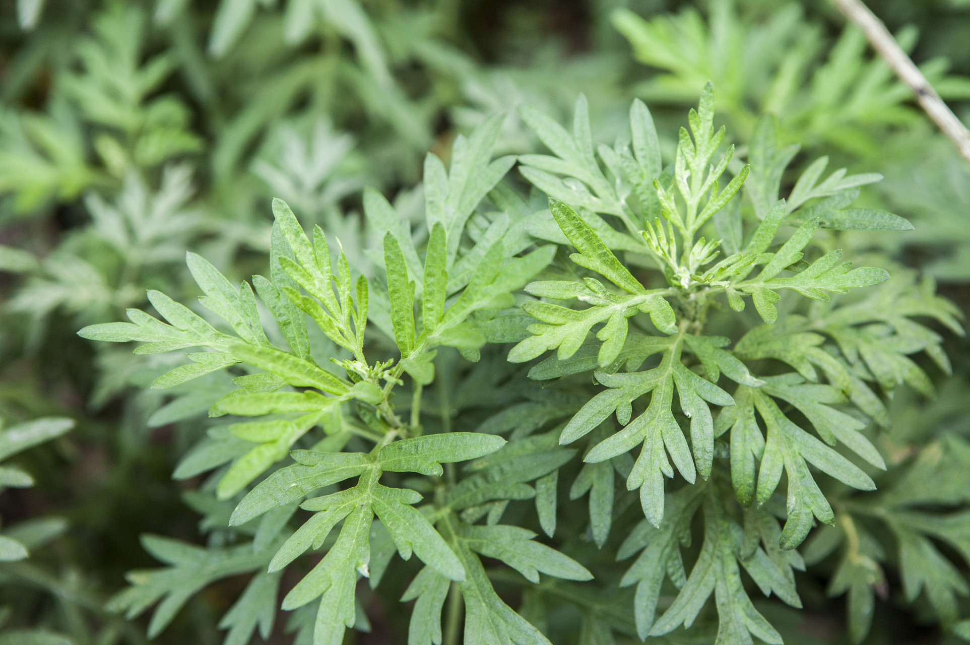 艾草,又称"灸草"或"艾蒿"等,是一种常见的草本植物,常被用于中药材