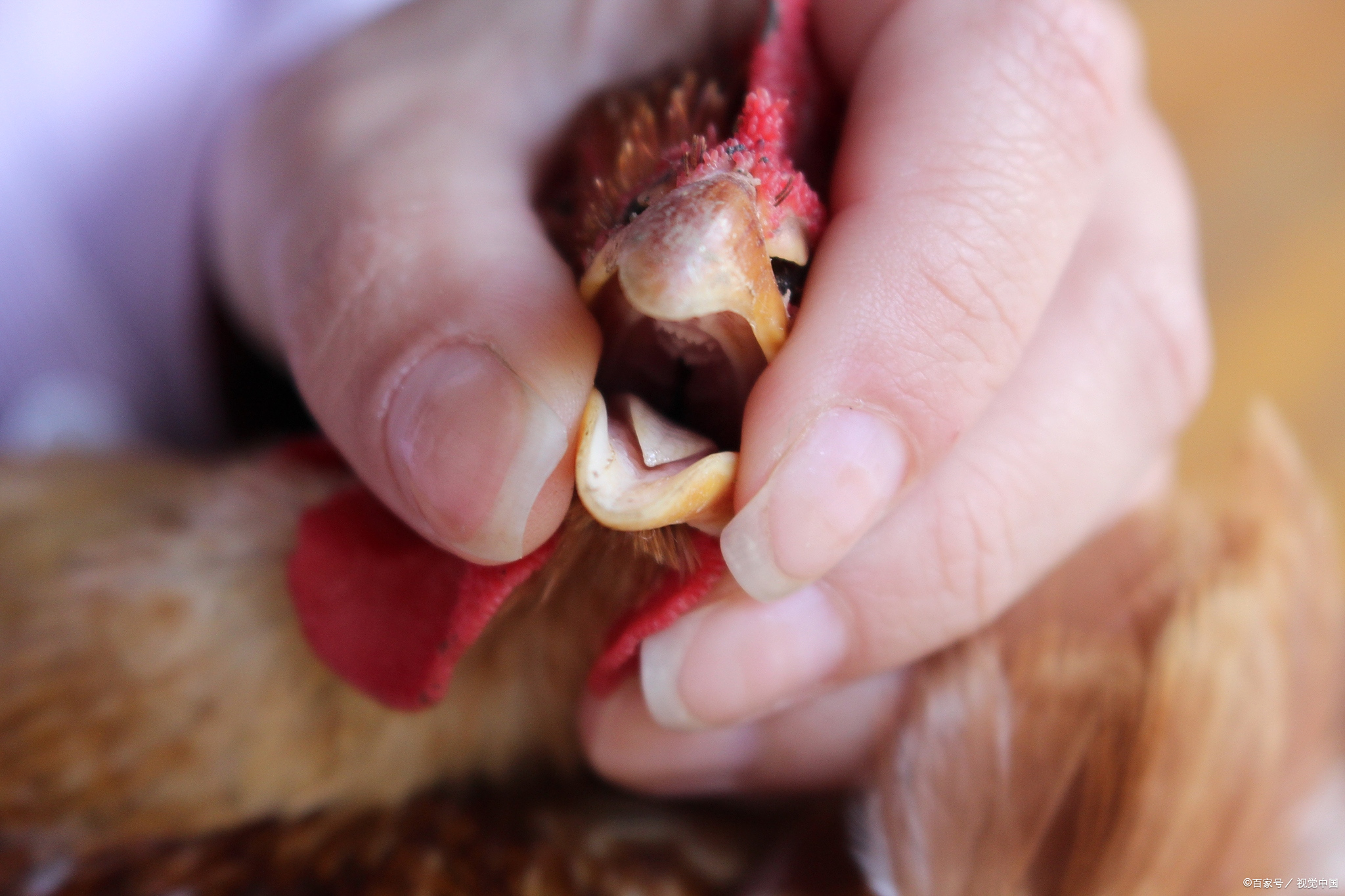 样子老母鸡有没有牙齿鸡有牙齿么鸡的口腔图片小鸡的上牙膛鸡没有牙齿