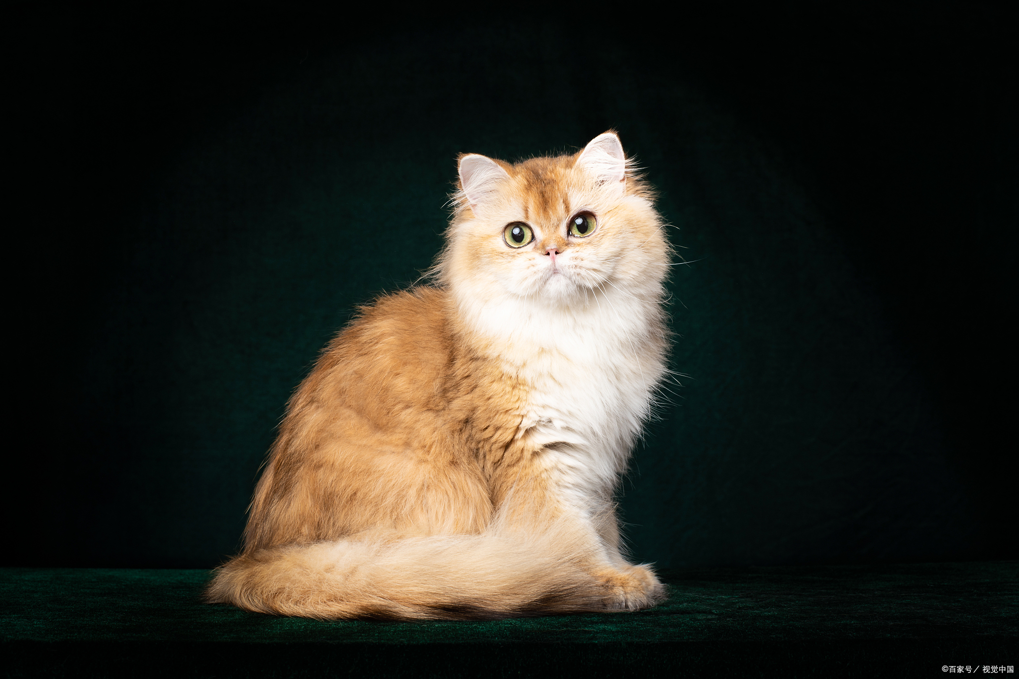 金渐层价格与哪些因素有关?自己如何挑选一只合格的金渐层