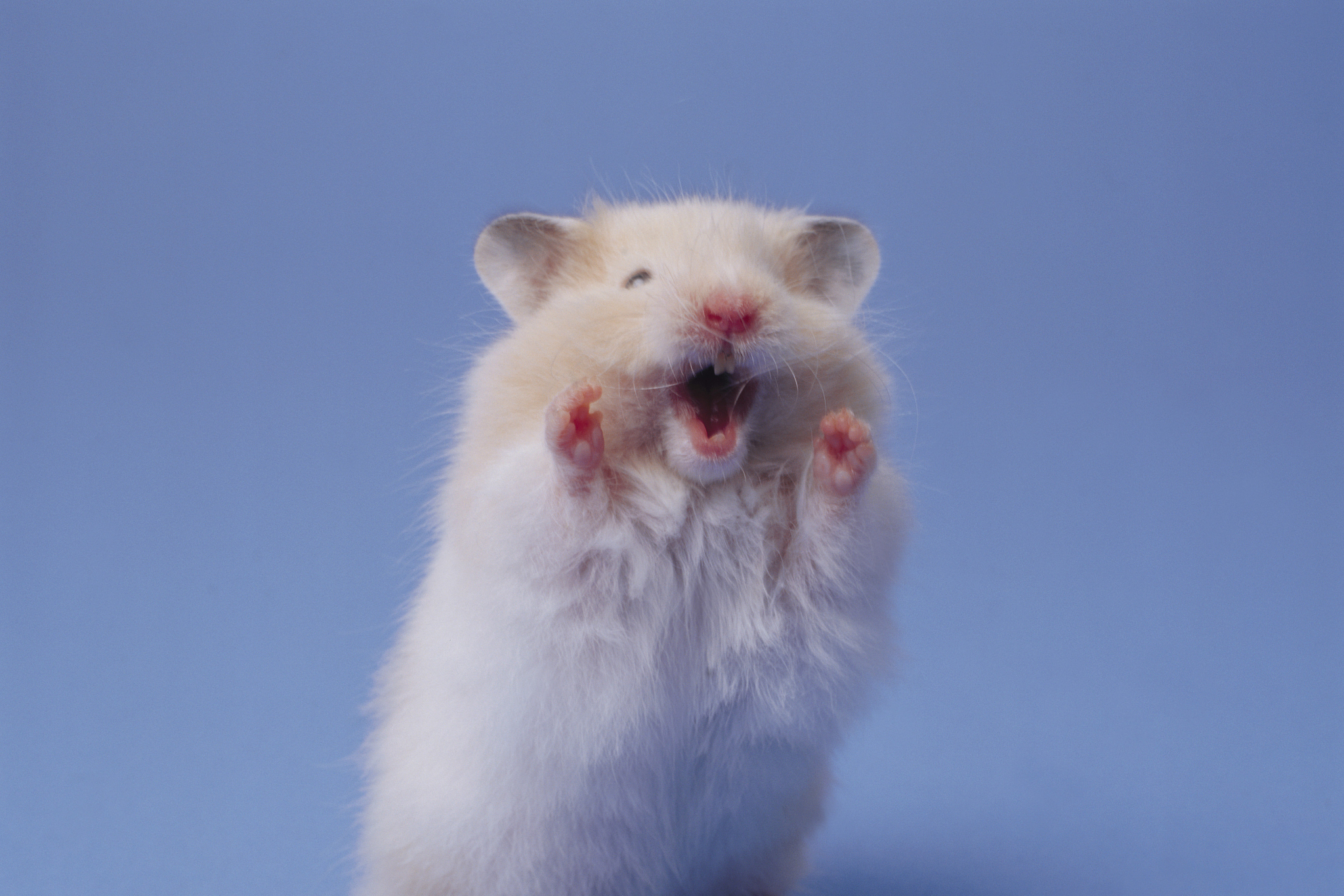 小白鼠不仅是实验动物,也是魅力十足的宠物.