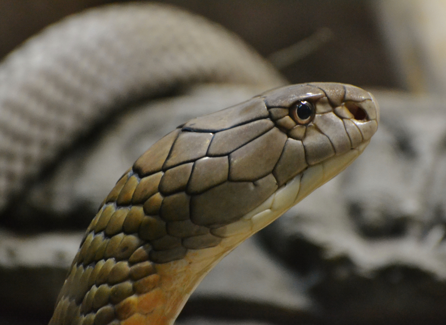 眼镜王蛇是一种非常特别的蛇类,它是国家二级保护动物,也是世界上最长