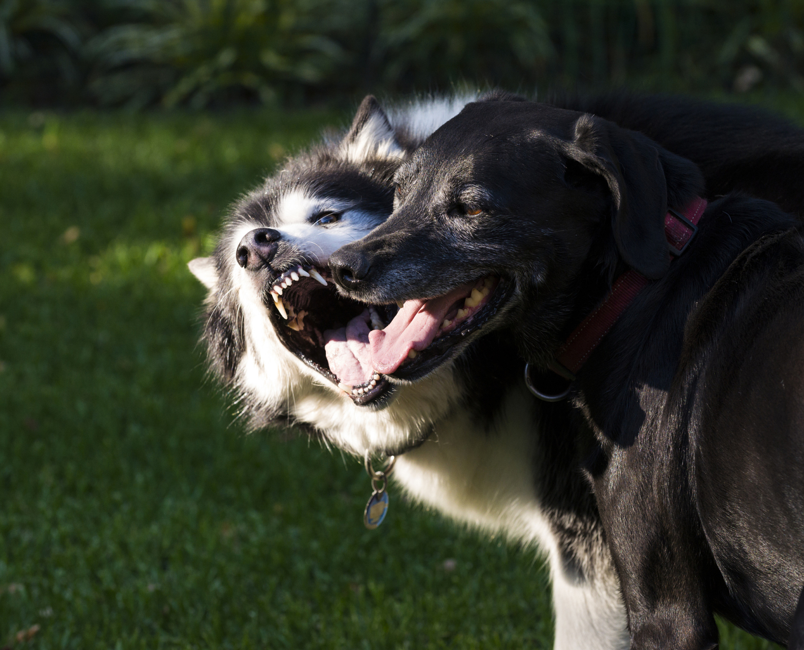 近日,郑州金水区严查禁养犬只,养狗人士拒绝配合,并声称:违法就违法!